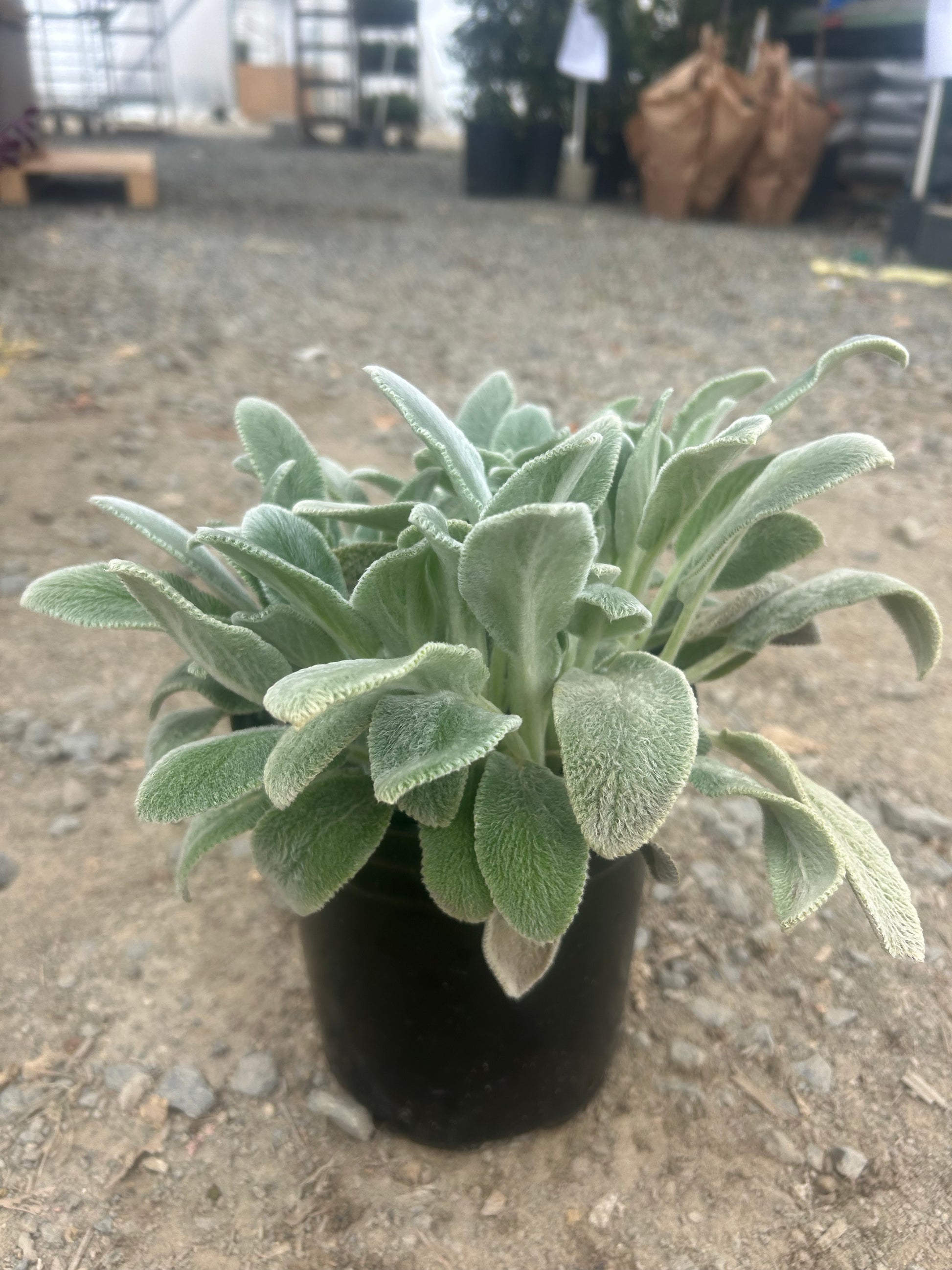 Lamb’s Ear