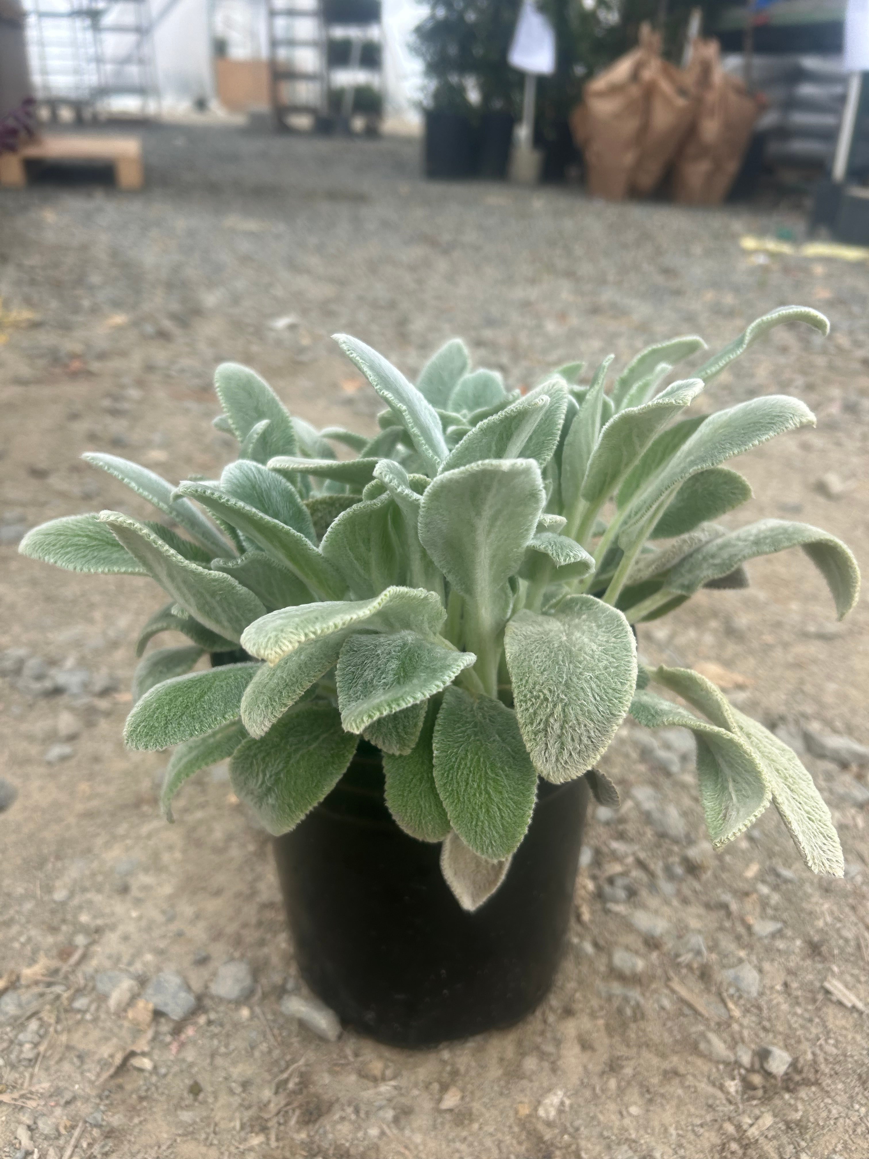 Lamb’s Ear