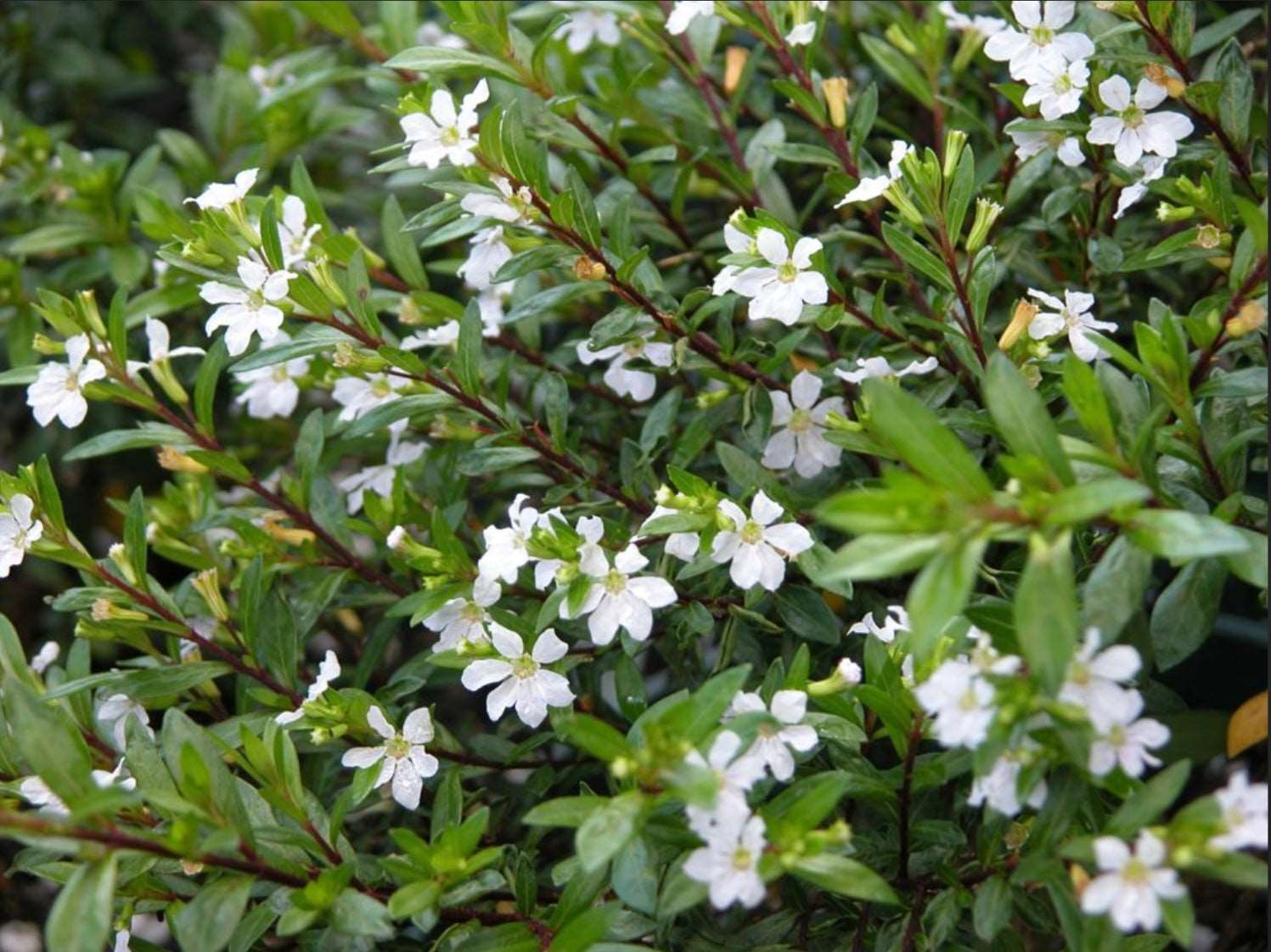 Cuphea Hyssopifola White Whispers Mexican Heather One Gallon Size Healthy Harvesters