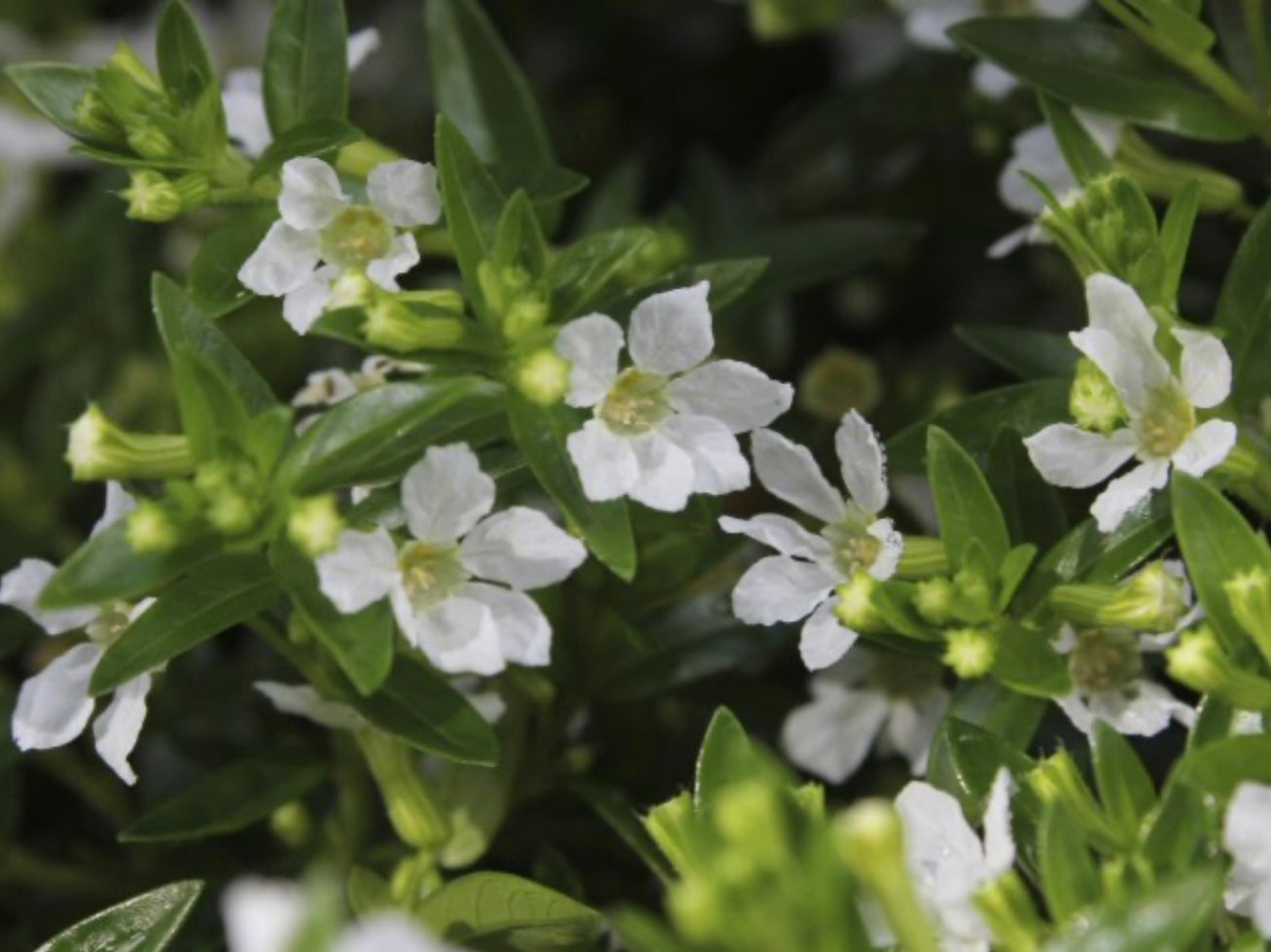 Cuphea Hyssopifola White Whispers Mexican Heather One Gallon Size Healthy Harvesters