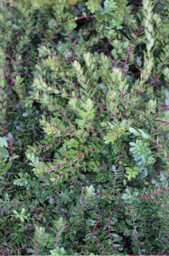 ARCTOSTAPHYLOS EMERALD CARPET MANZANITA Plant 1 Gallon Size Healthy Harvesters