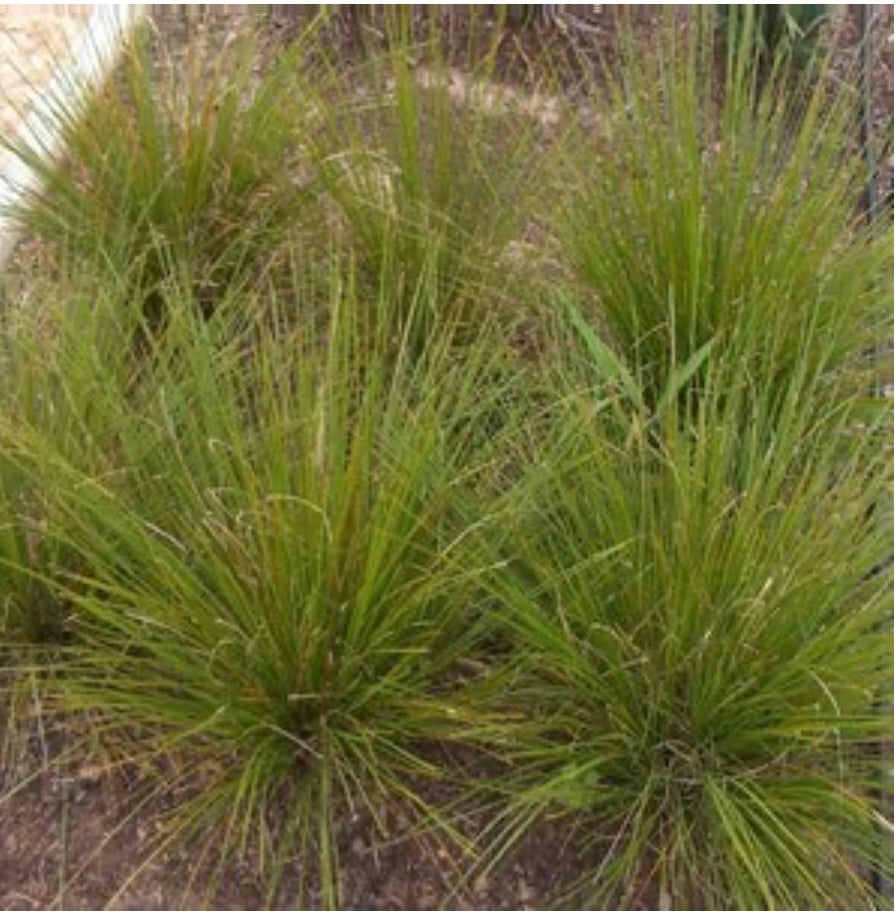 Lomandra Longifolia Breeze Mat Rush Plant 1 Gallon Size Healthy Harvesters
