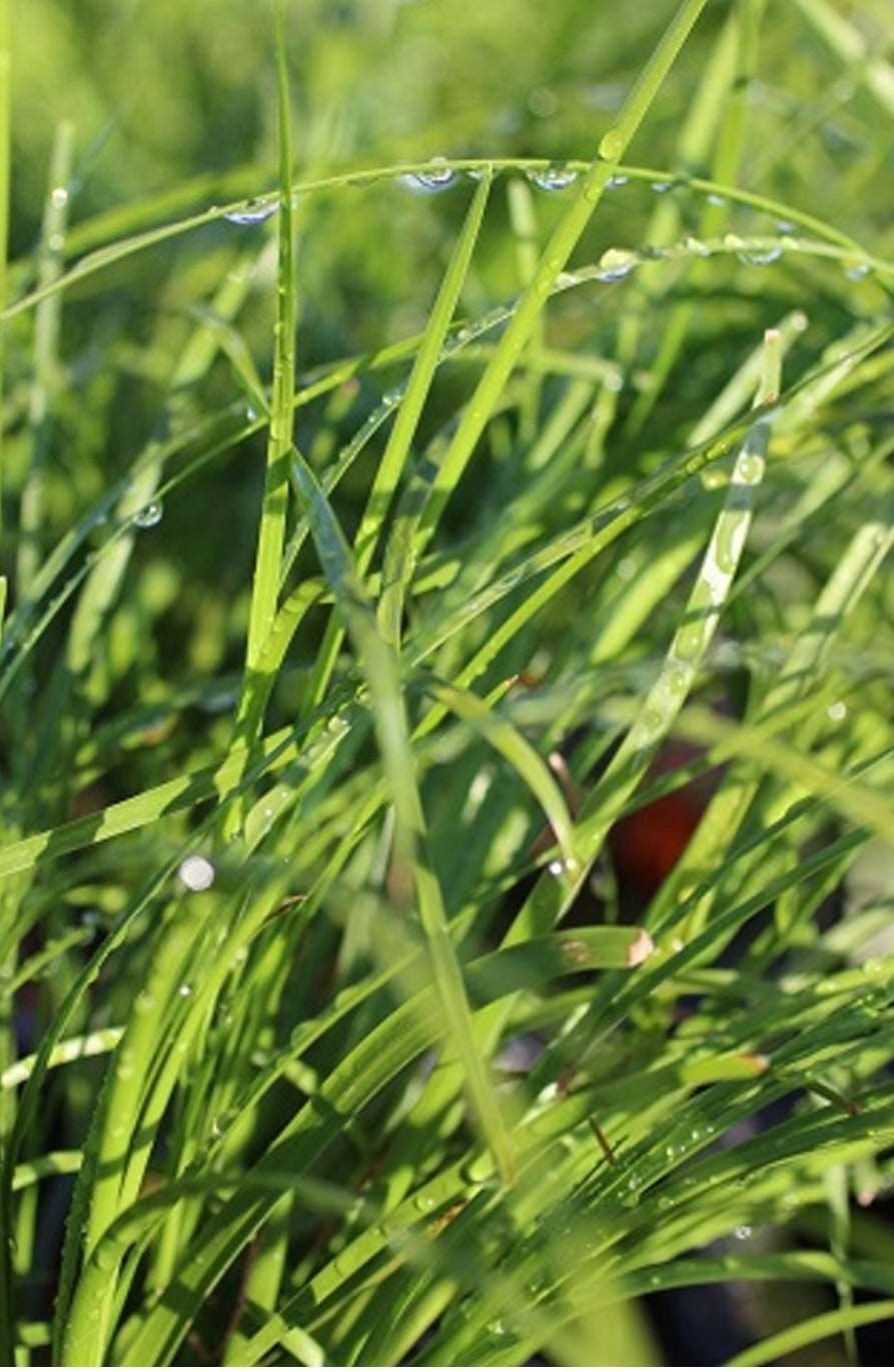 Lomandra Longifolia Breeze Mat Rush Plant 1 Gallon Size Healthy Harvesters