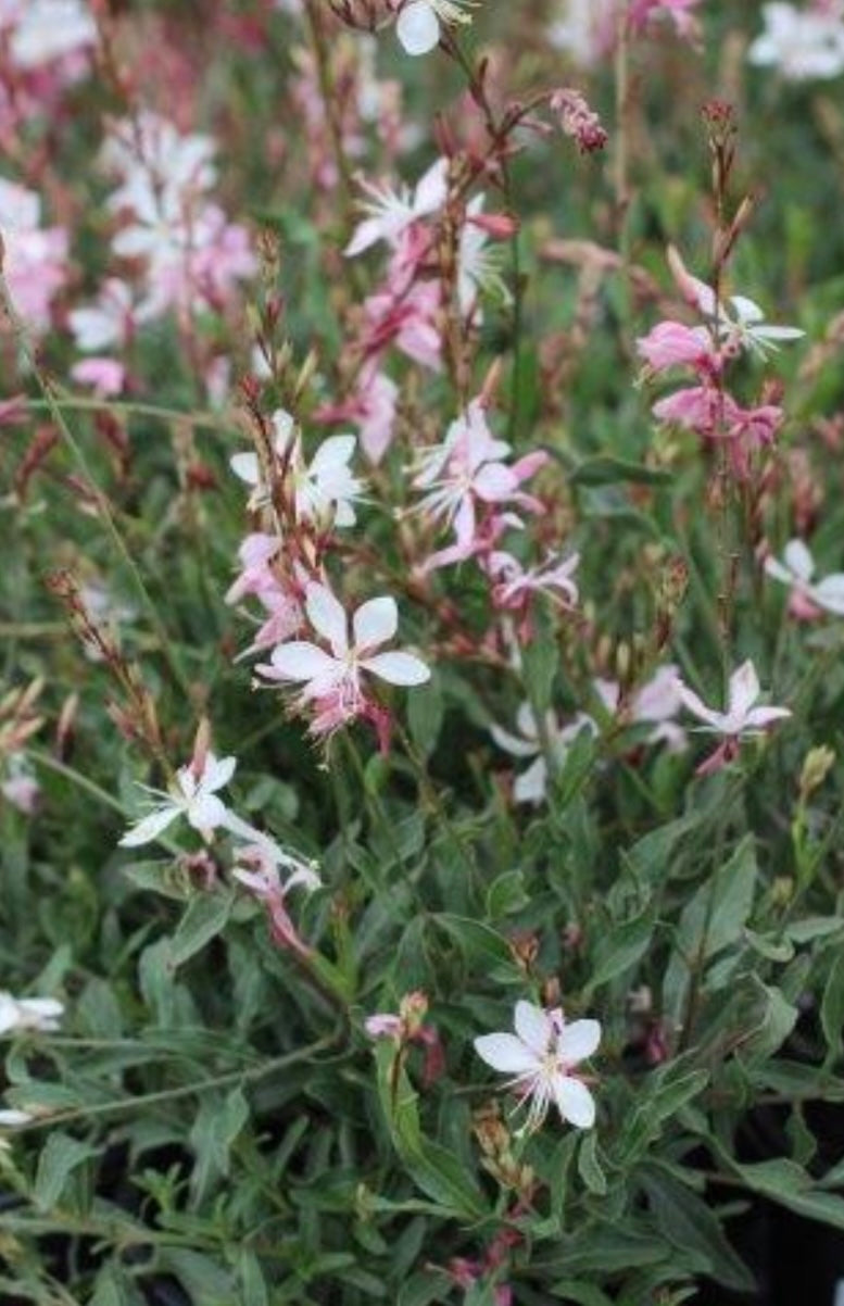 GAURA LINDHEIMERI 'WHIRLING BUTTERFLIES PlantOne Gallon Size Healthy Harvesters