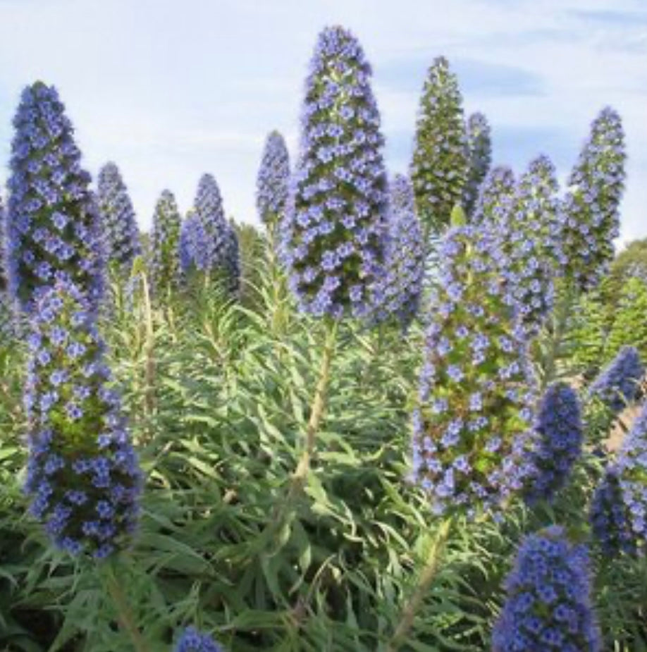 Echium Candicans Staro of Madeira Pride of Madeira