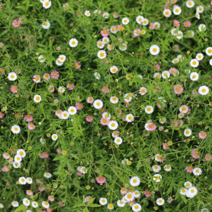 Santa Barbara Daisy, Mexican Daisy Erigeron karvinskianus Flowers