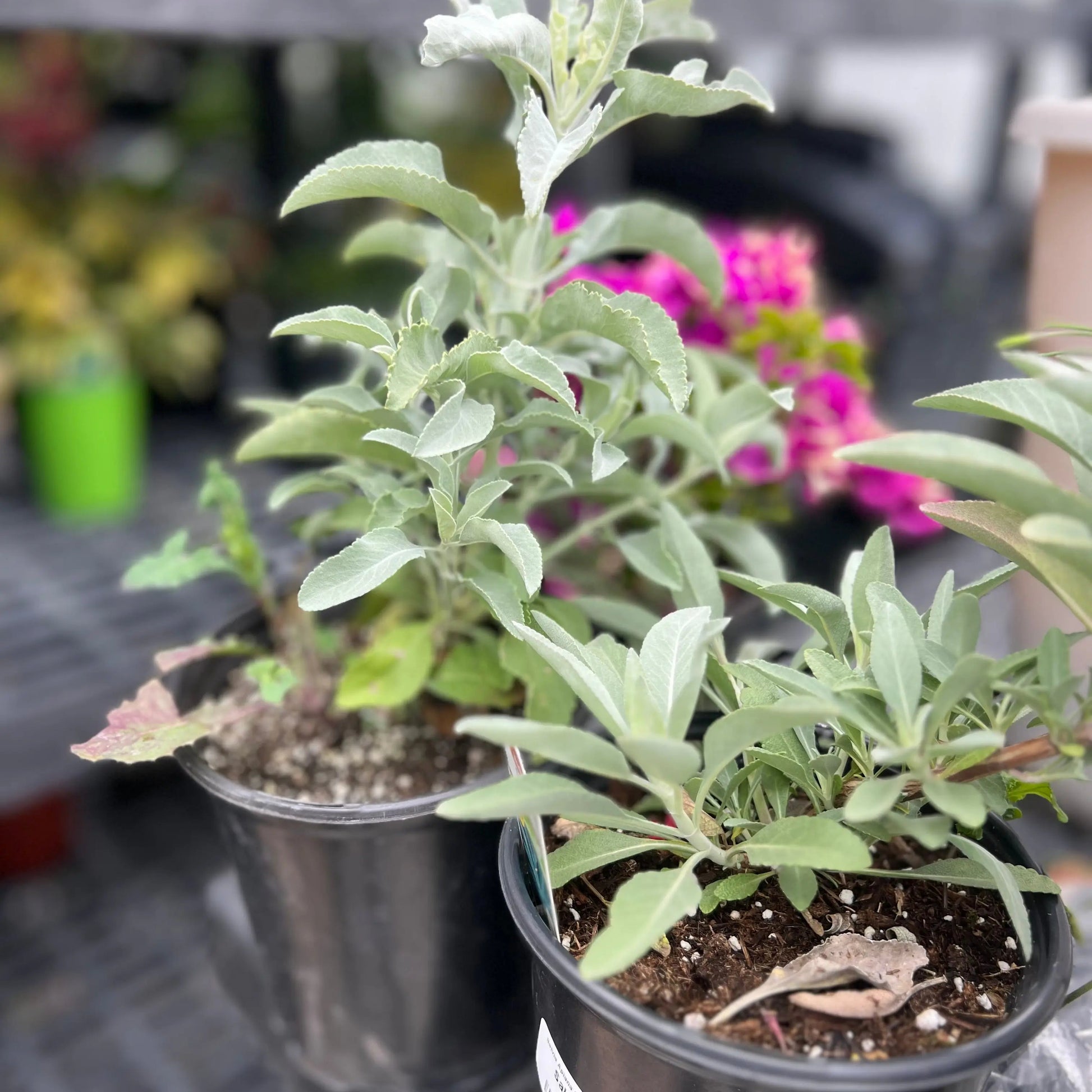 White Sage Care