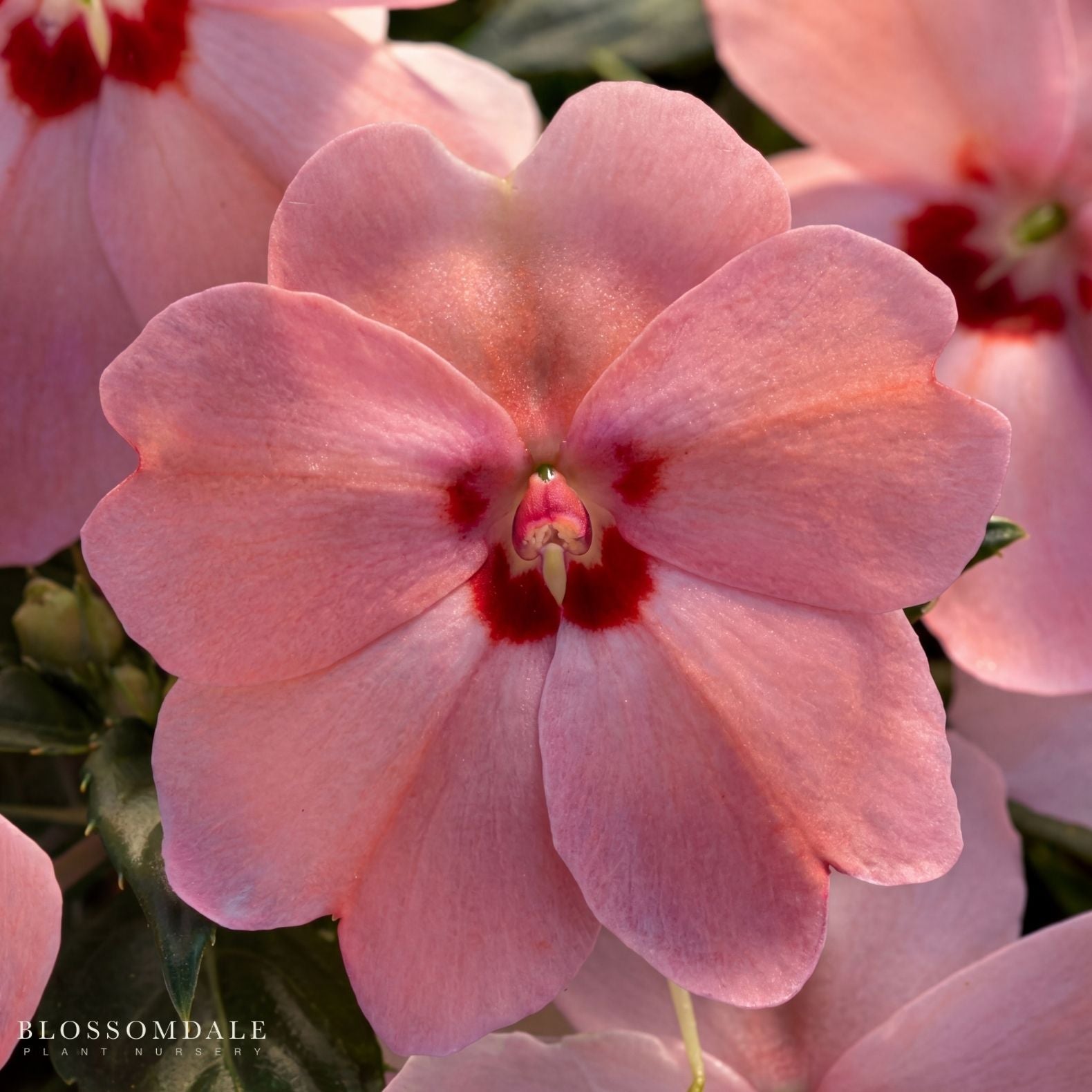 Impatiens 'Vigorous Pink Kiss'
