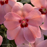 Impatiens 'Vigorous Pink Kiss'
