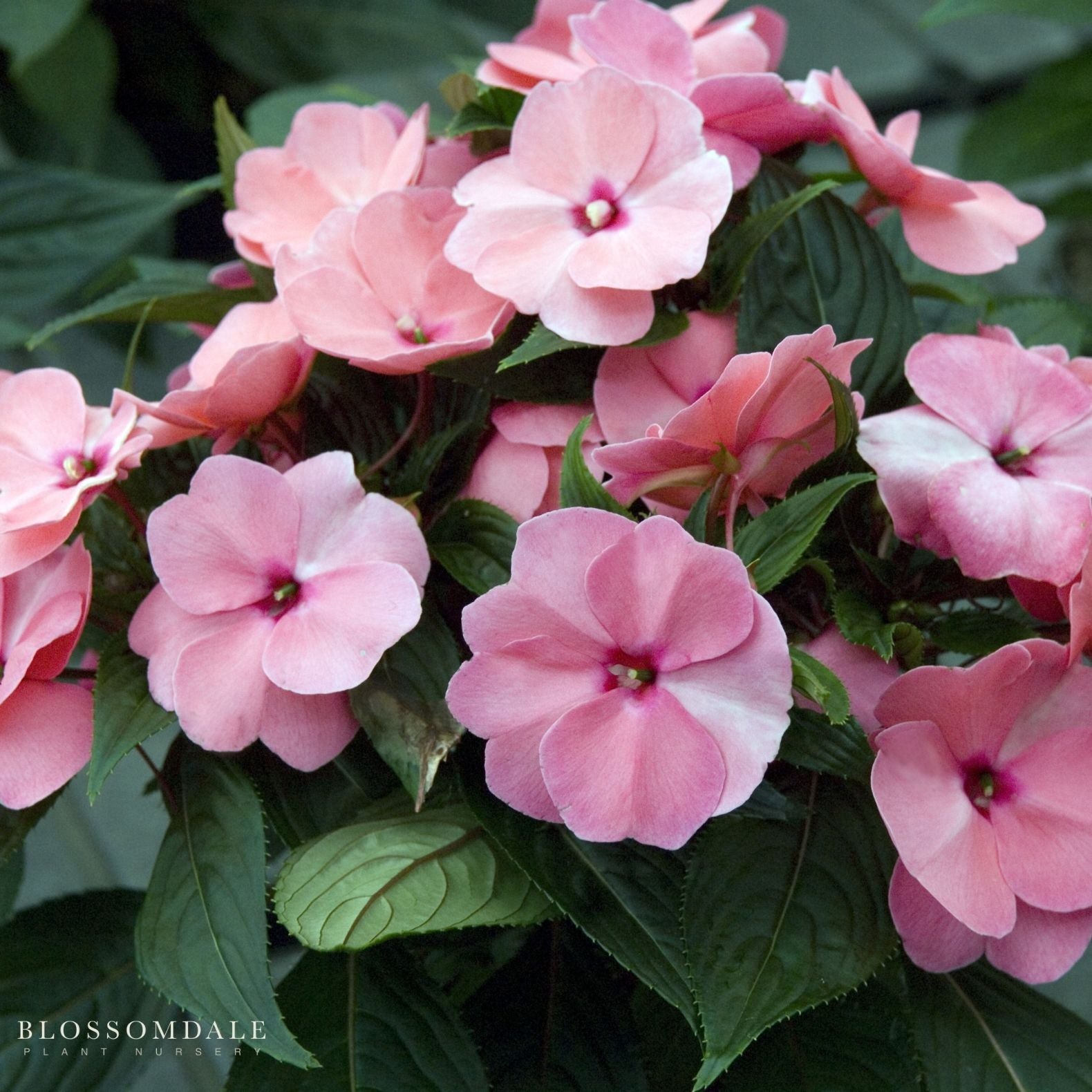 Impatiens 'Vigorous Pink Kiss'