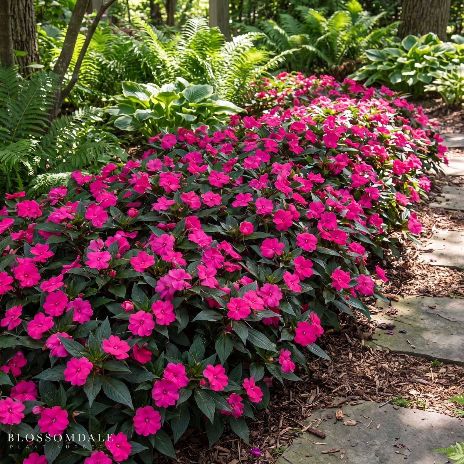 Impatiens 'Vigorous Rose Pink'