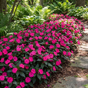 Impatiens 'Vigorous Rose Pink'