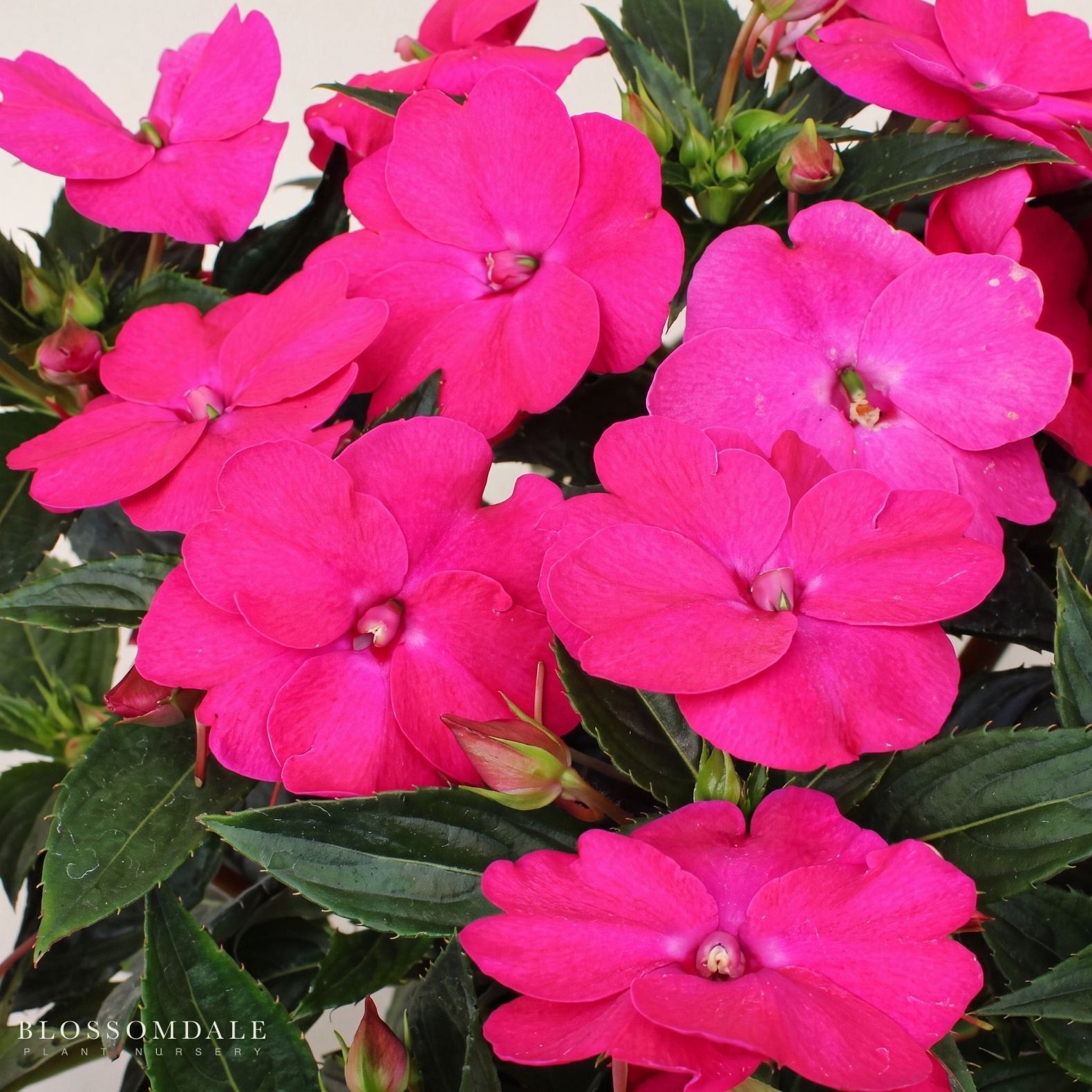 Impatiens 'Vigorous Rose Pink'