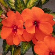 Impatiens 'Vigorous Tropical Salmon'