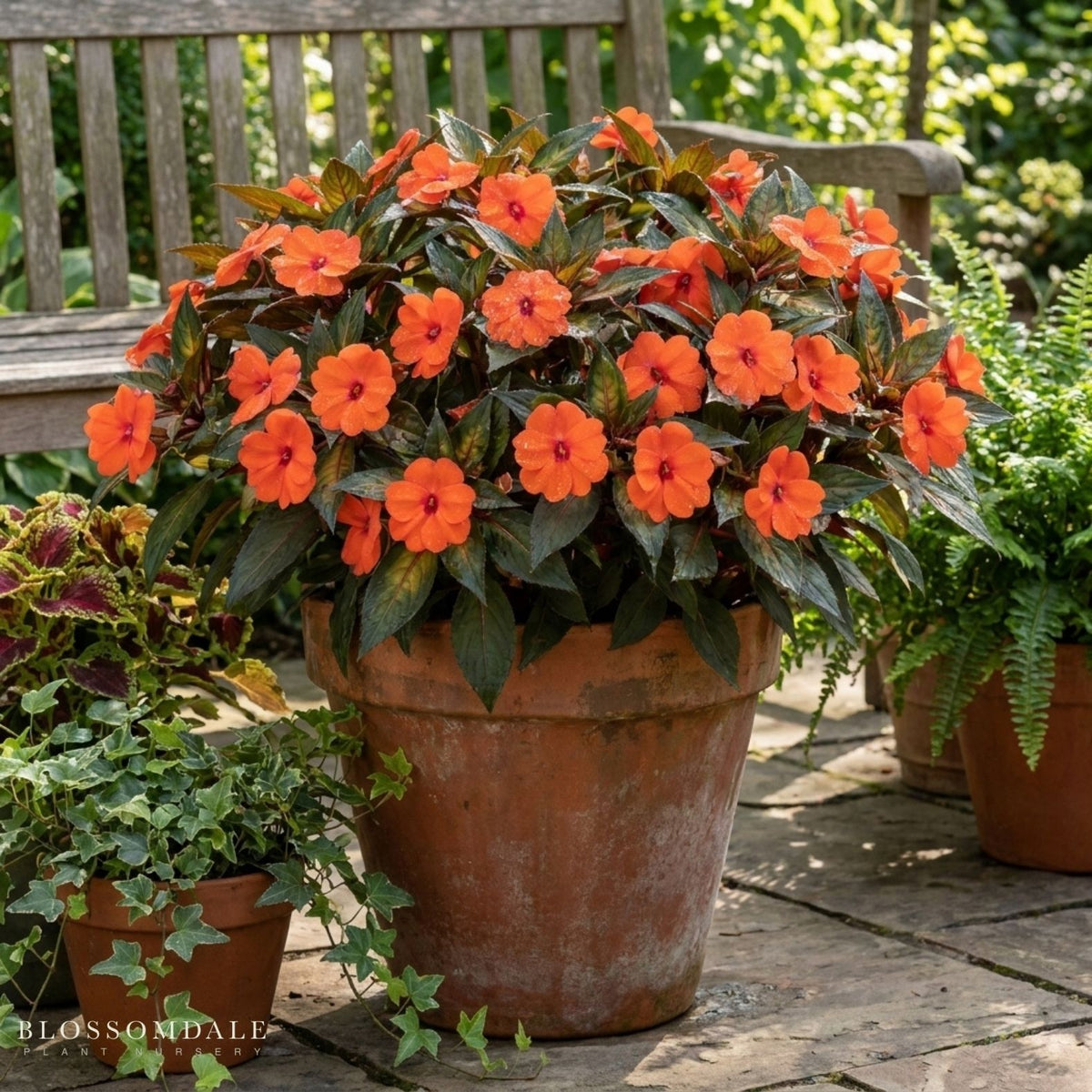 Impatiens 'Vigorous Tropical Salmon'