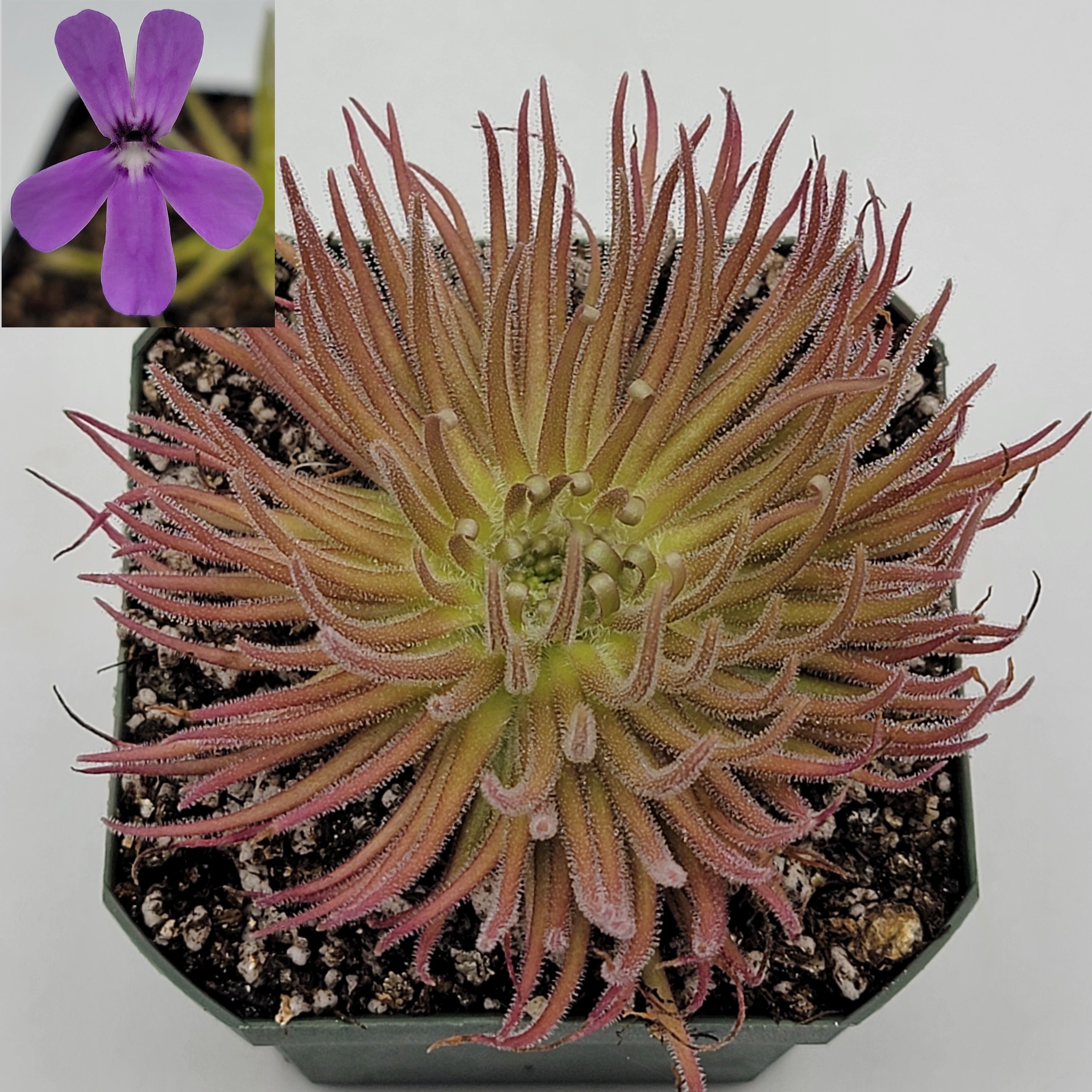 Pinguicula gypsicola {Buena Vista, San Luis Potosi, Mex} - drought