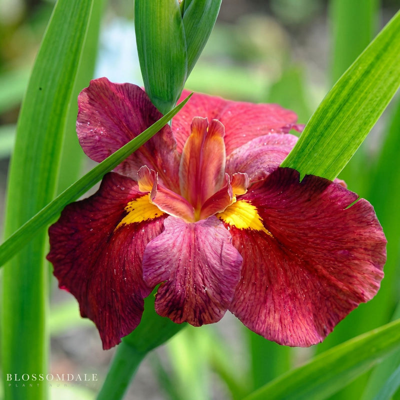 Louisiana Iris ‘Ann Chowning’