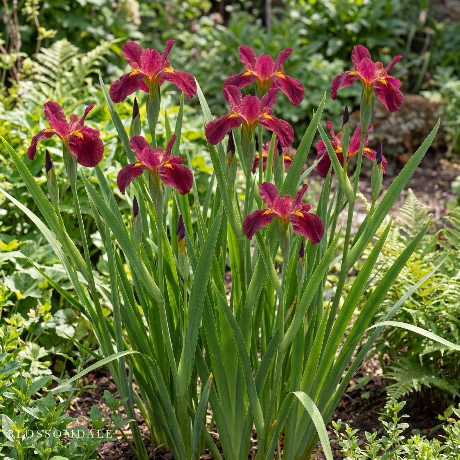 Louisiana Iris ‘Ann Chowning’