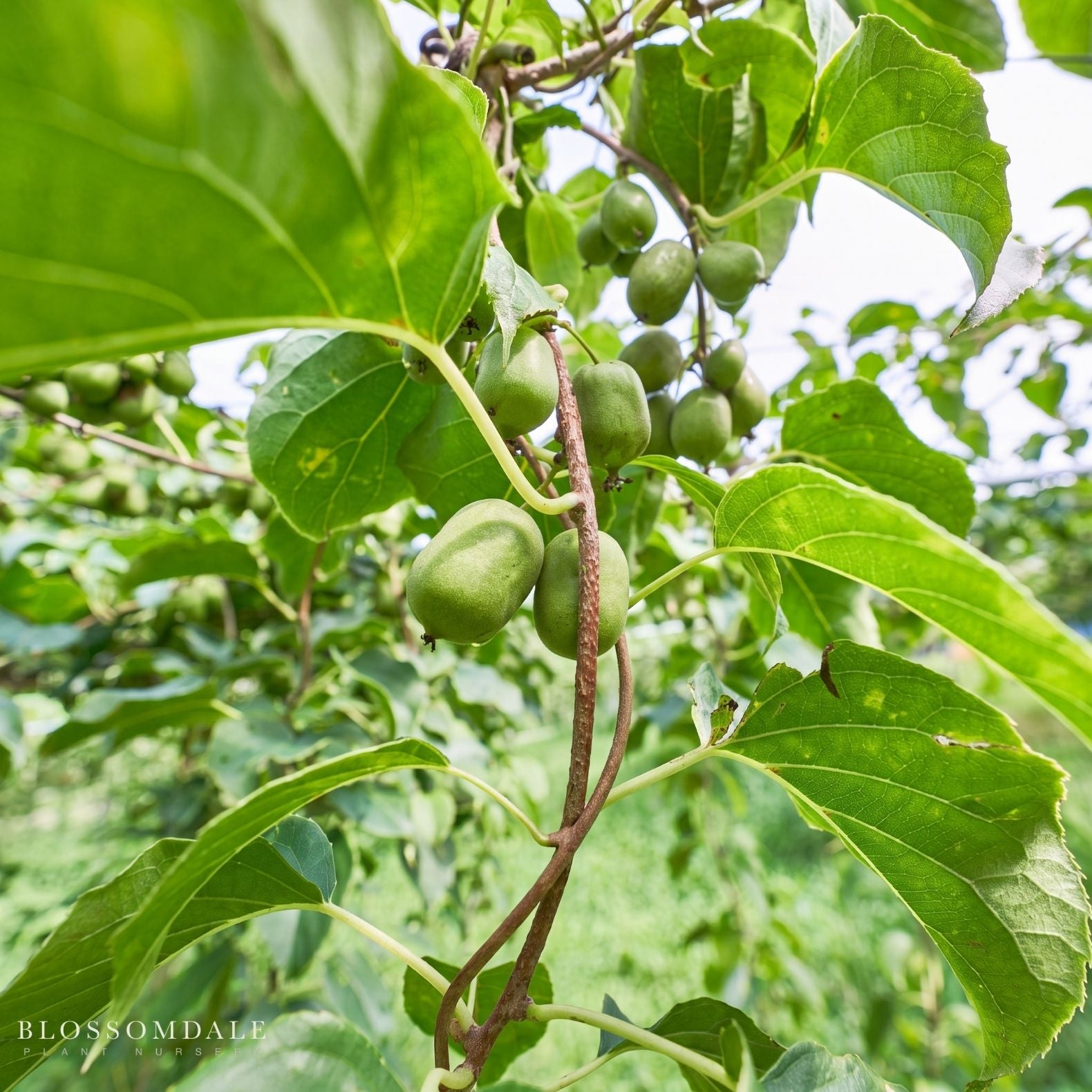 Issai Hardy Kiwi