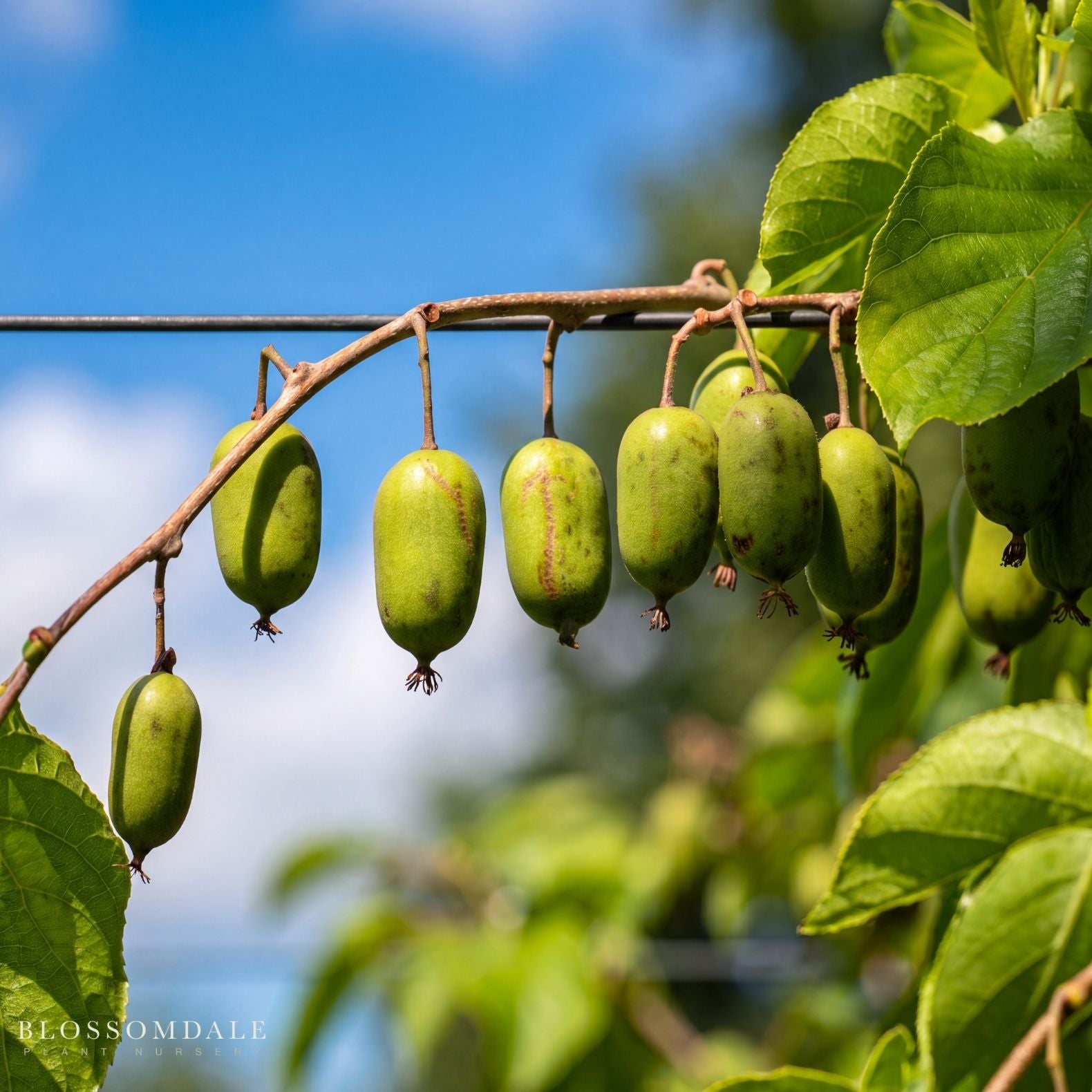 Issai Hardy Kiwi