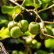 Issai Hardy Kiwi