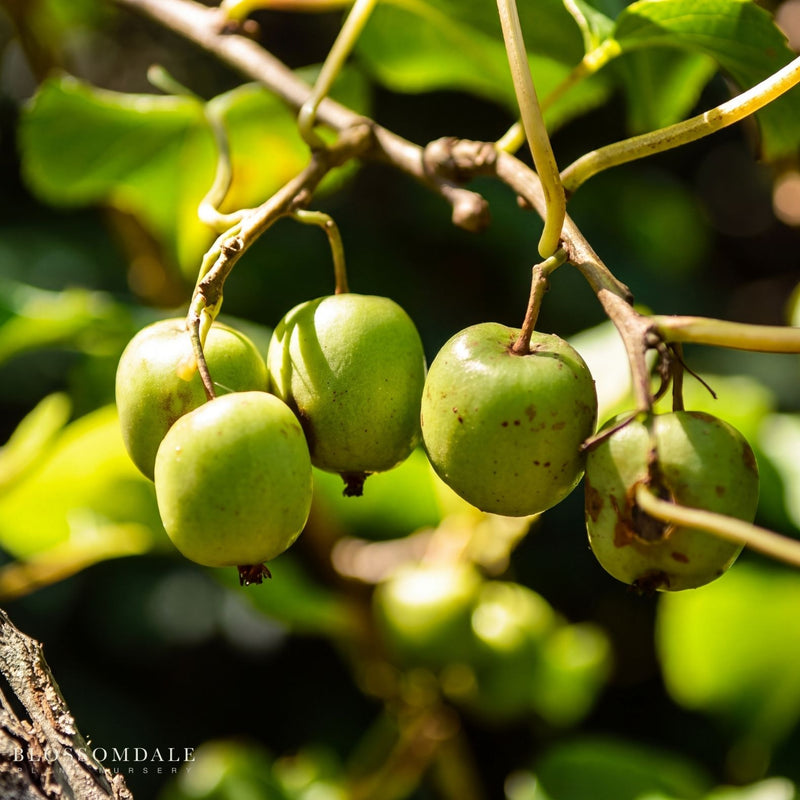 Issai Hardy Kiwi