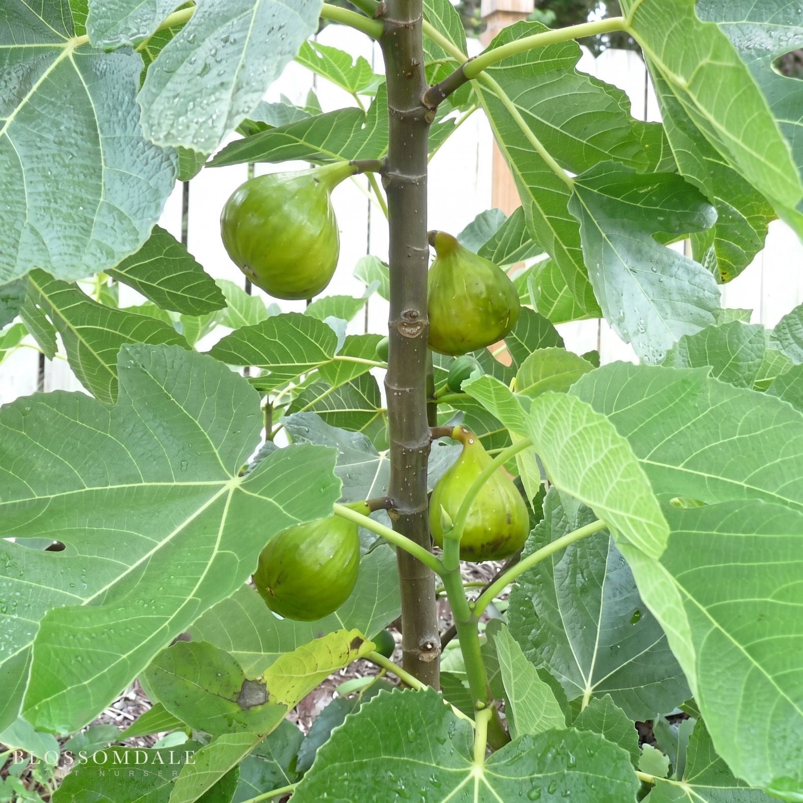 Italian Honey Fig 'Lattarula'