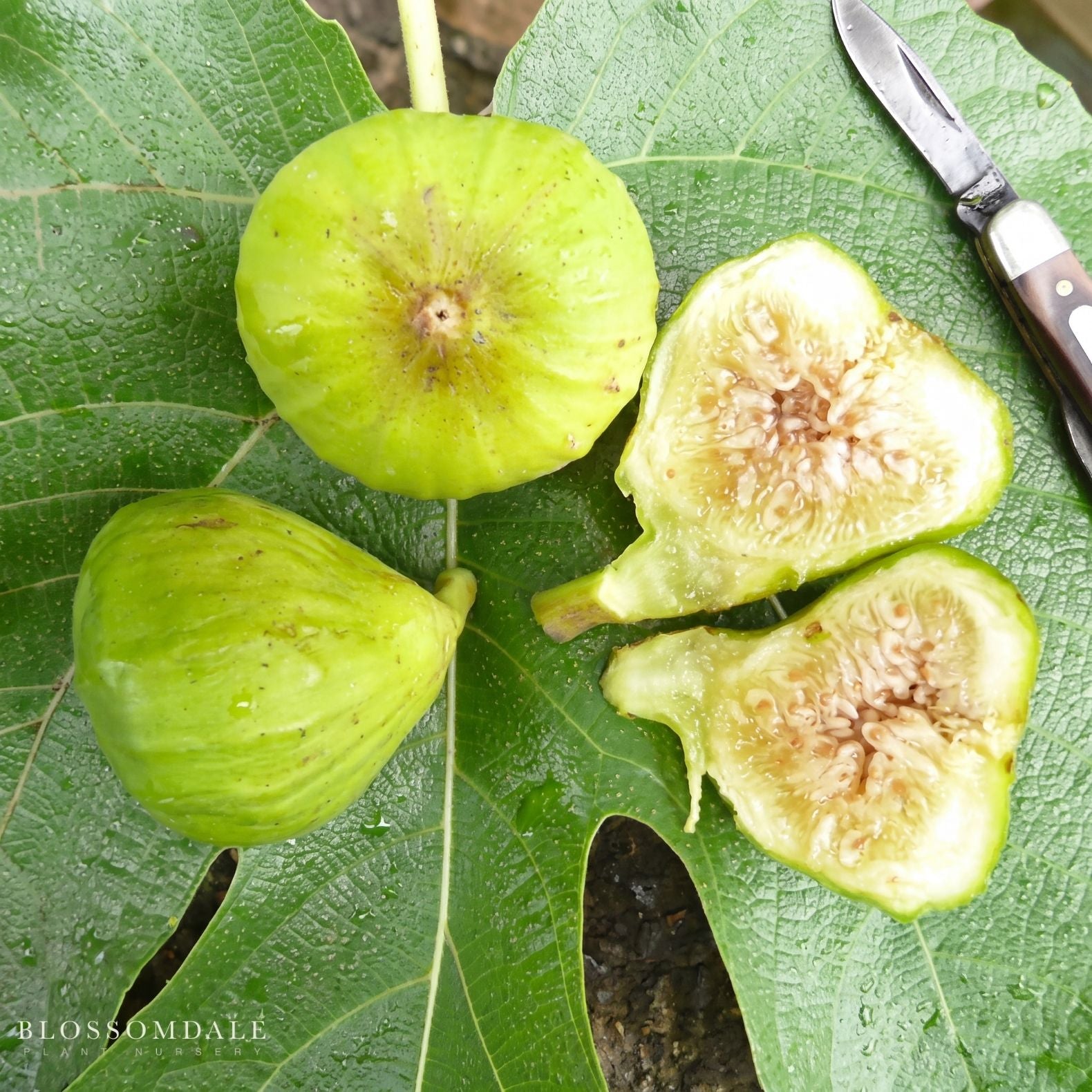 Italian Honey Fig 'Lattarula'