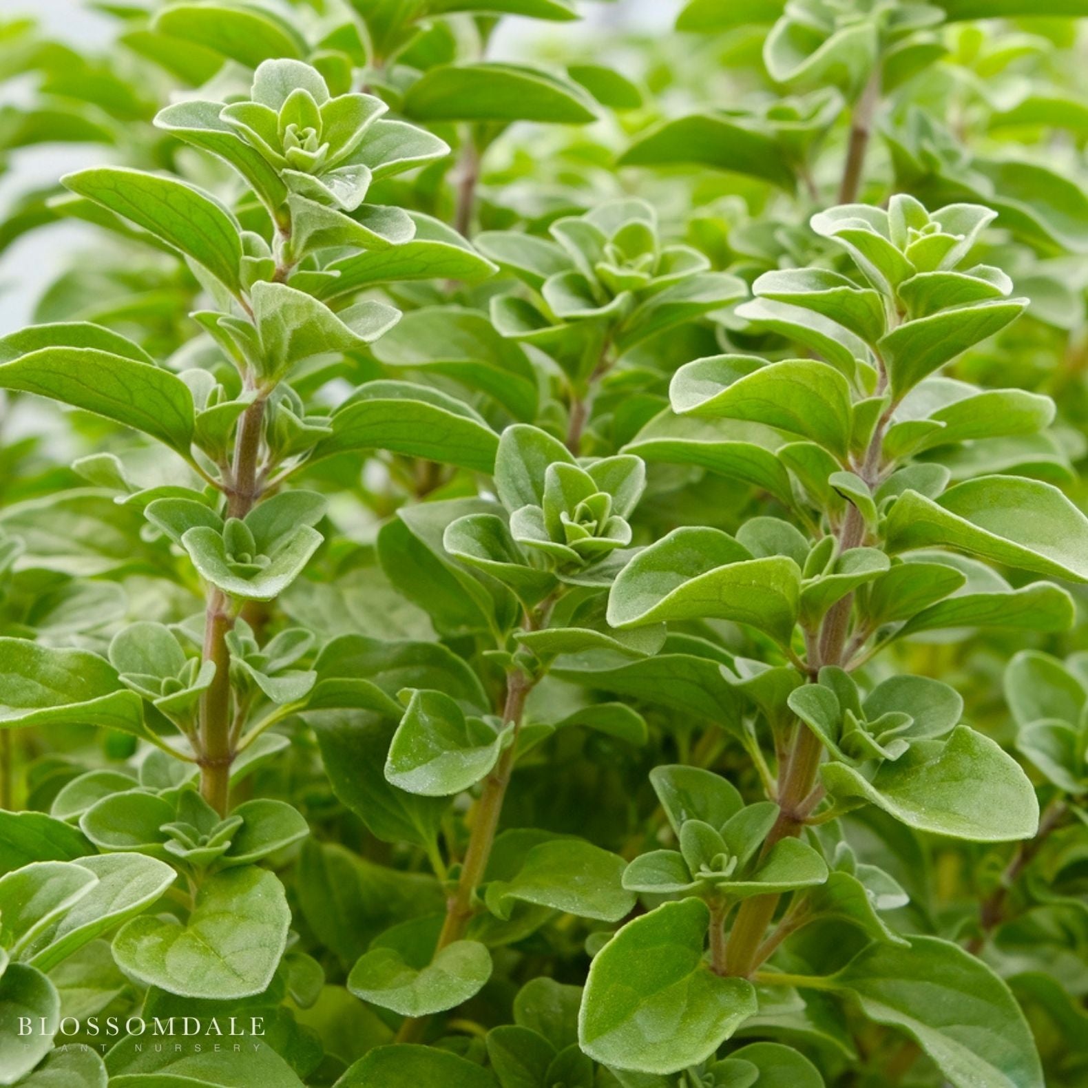 Origanum x majoricum Italian Oregano - Italian Oregano - Blossomdale