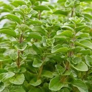 Italian Oregano Seeds