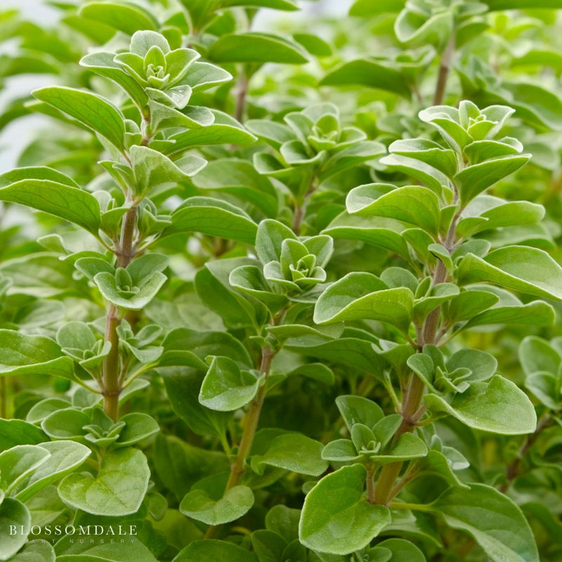 Italian Oregano Seeds