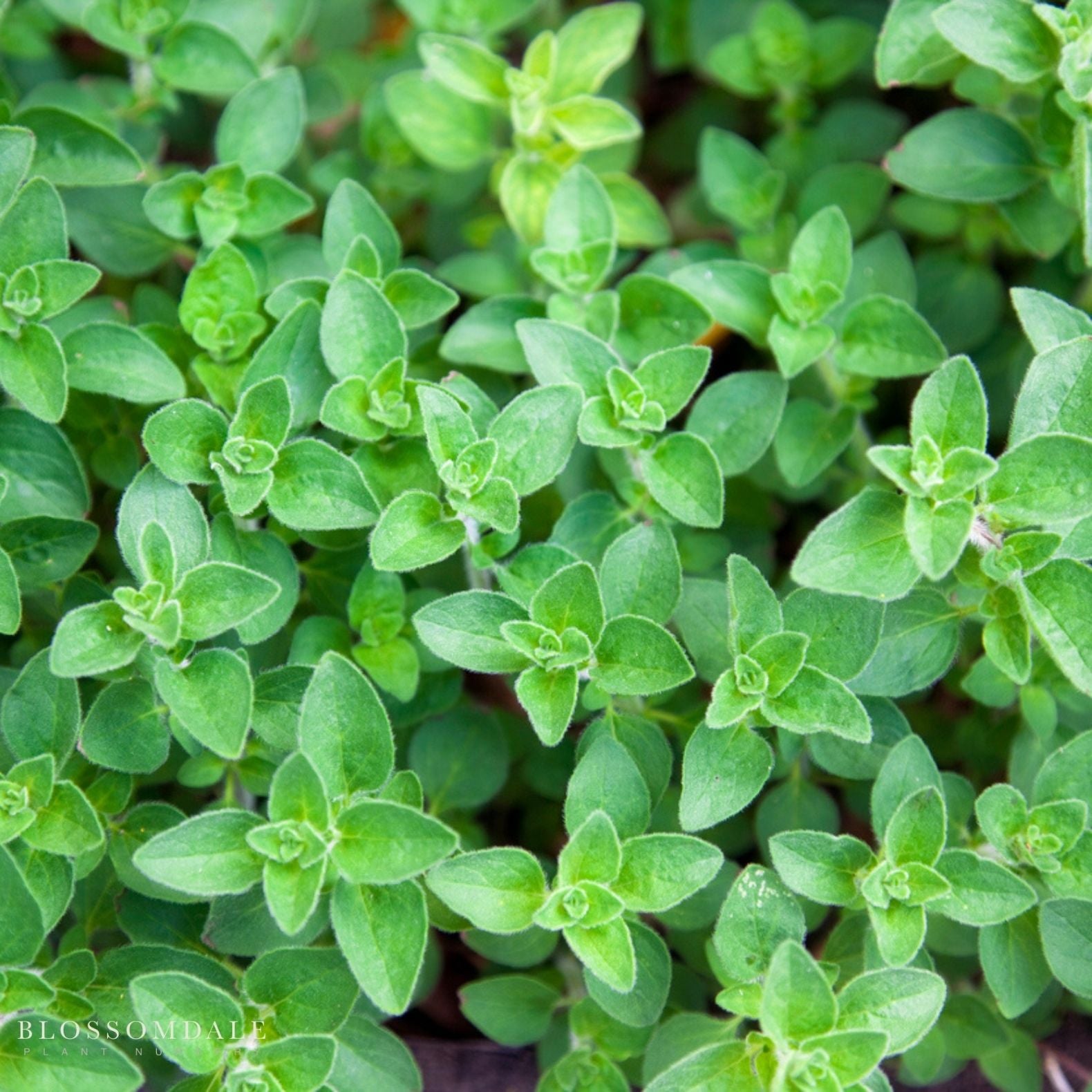 Italian Oregano Seeds