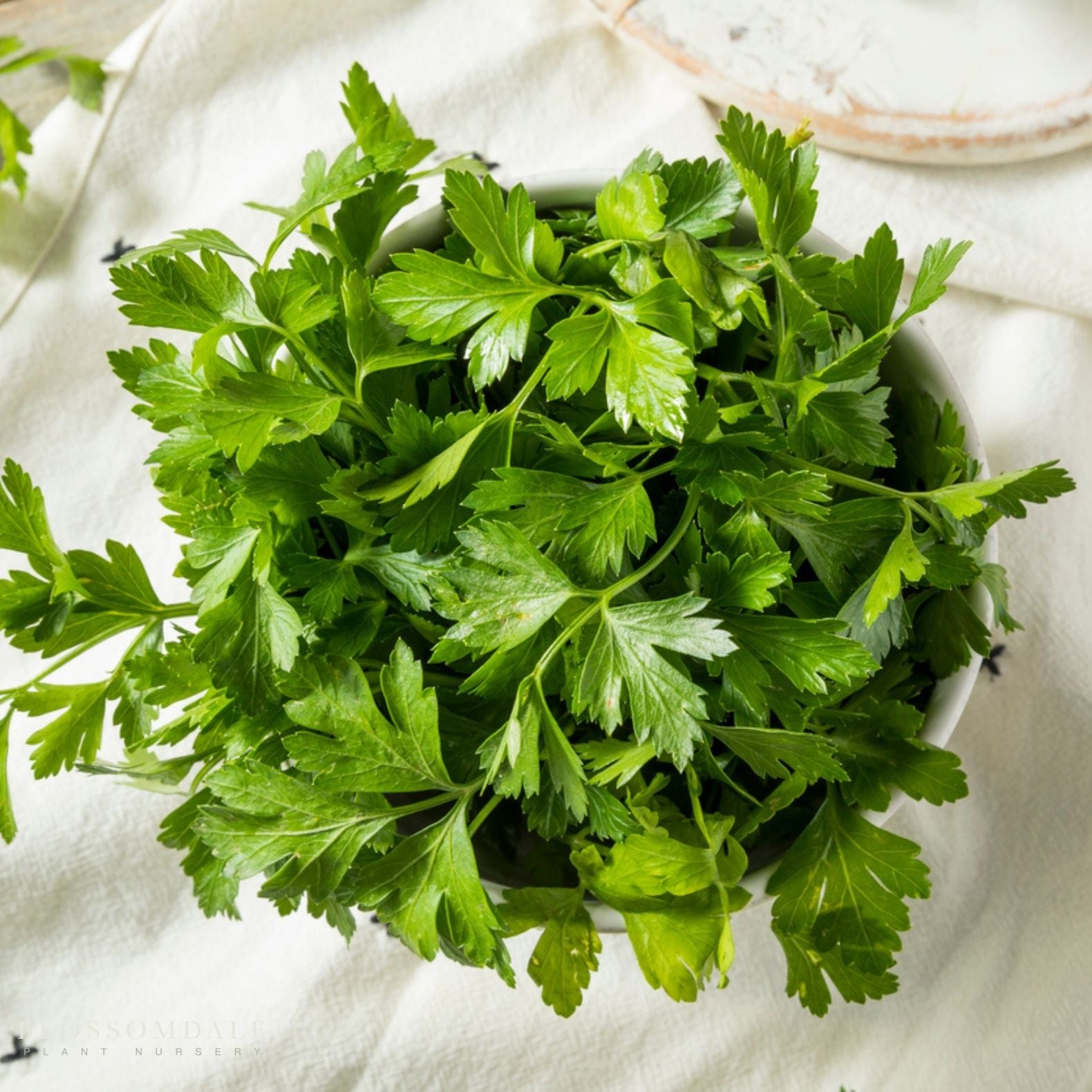 Italian Parsley Seeds