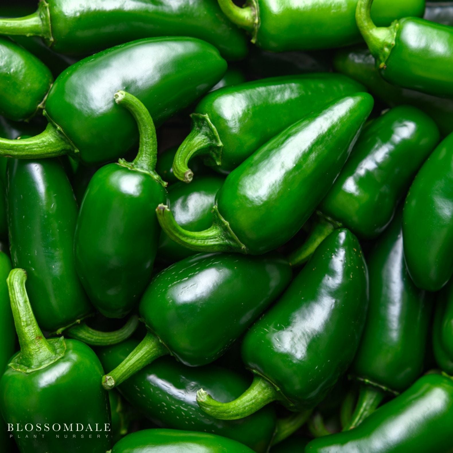 Jalapeno Pepper Seeds