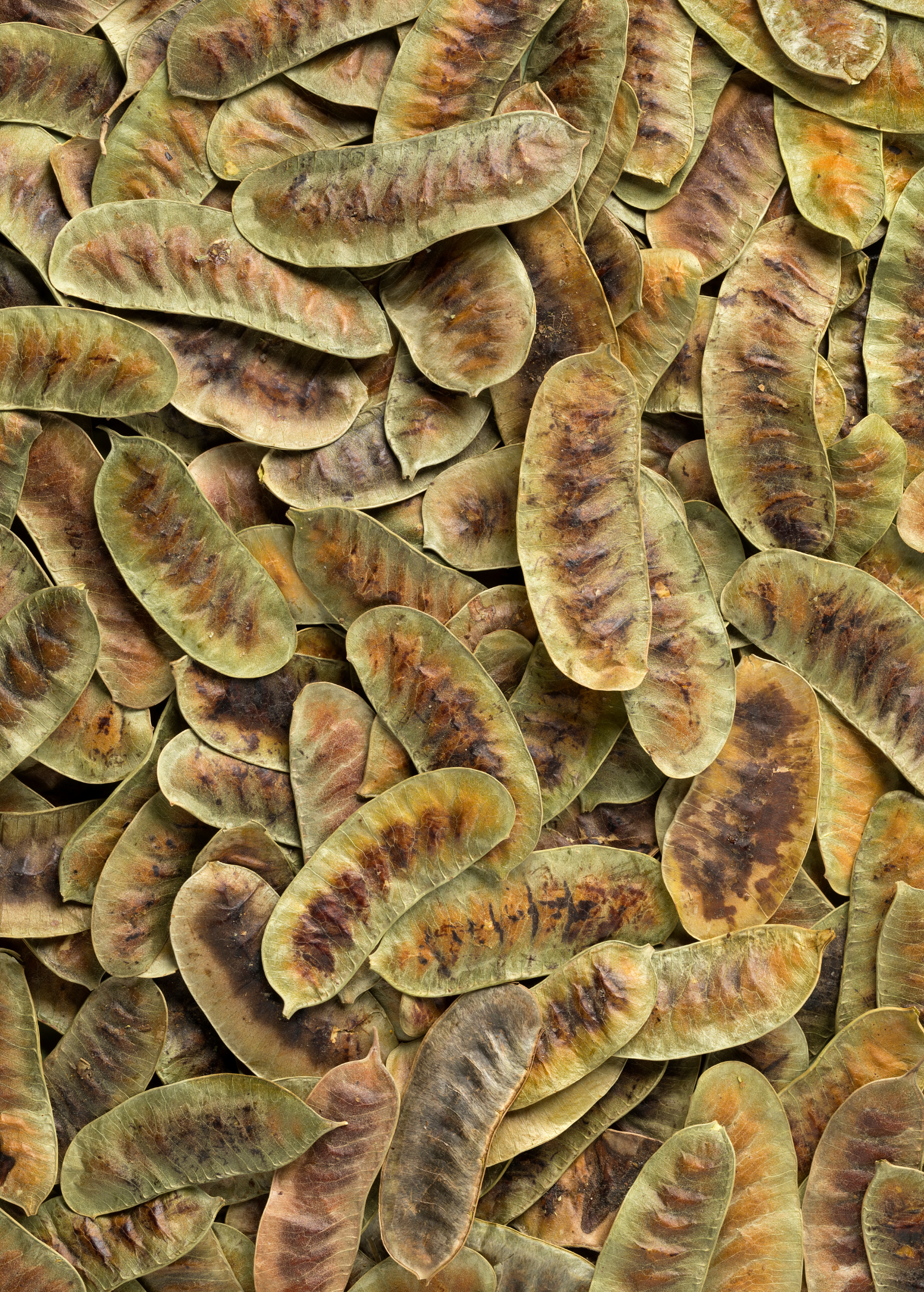 Jamaican Dandelion (Senna occidentalis)