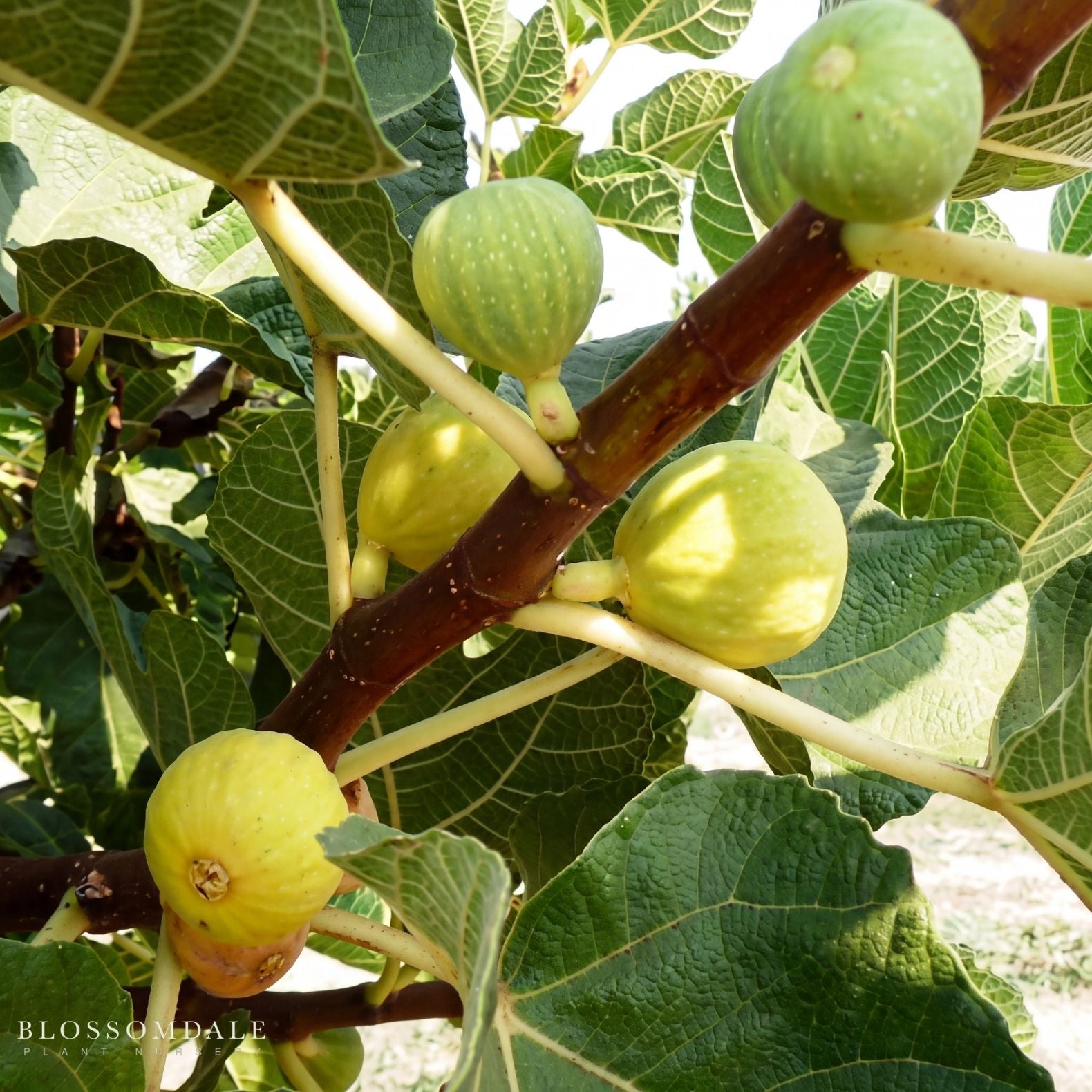 Kadota Fig