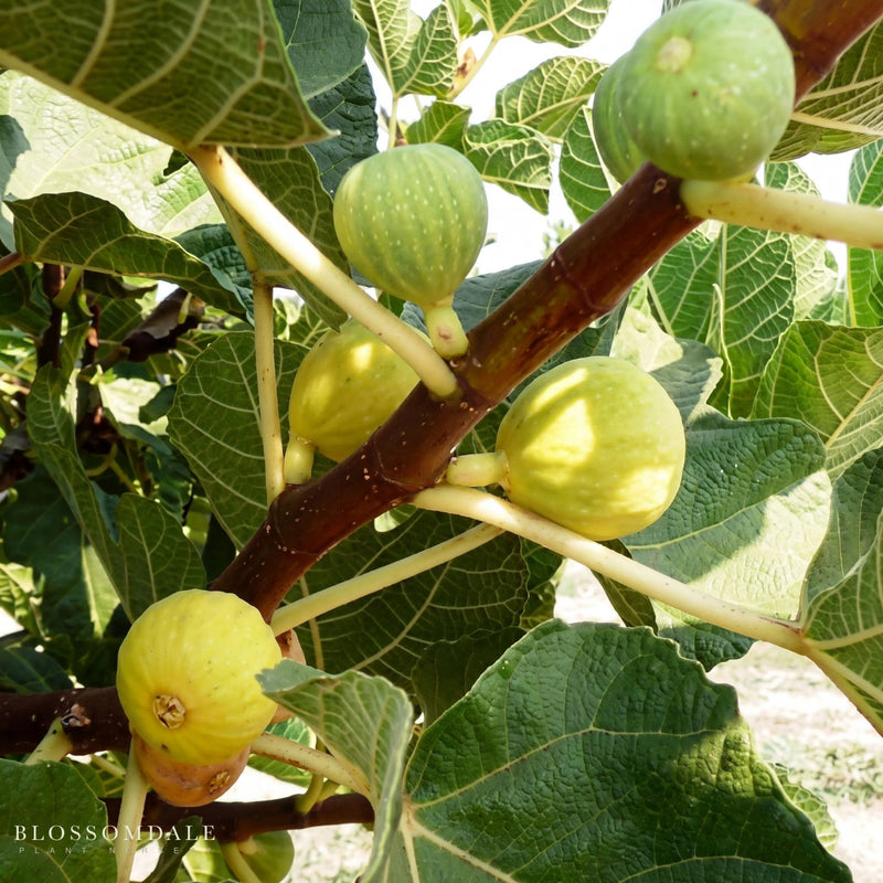 Kadota Fig