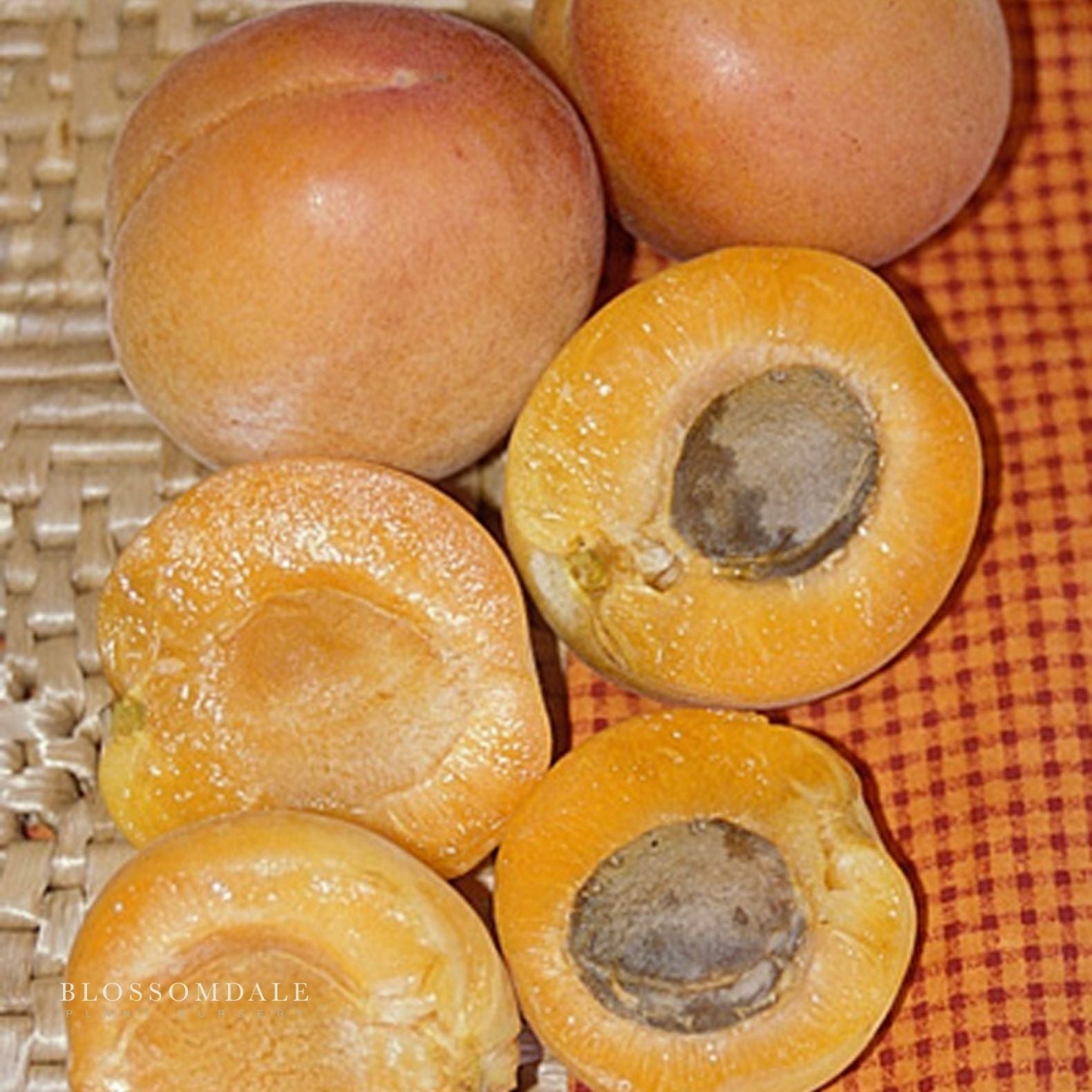 Semi Dwarf 4-in-1 Apricot Tree (Tomcot, Katy, Blenheim, Flavor Delight or Royal Rosa)