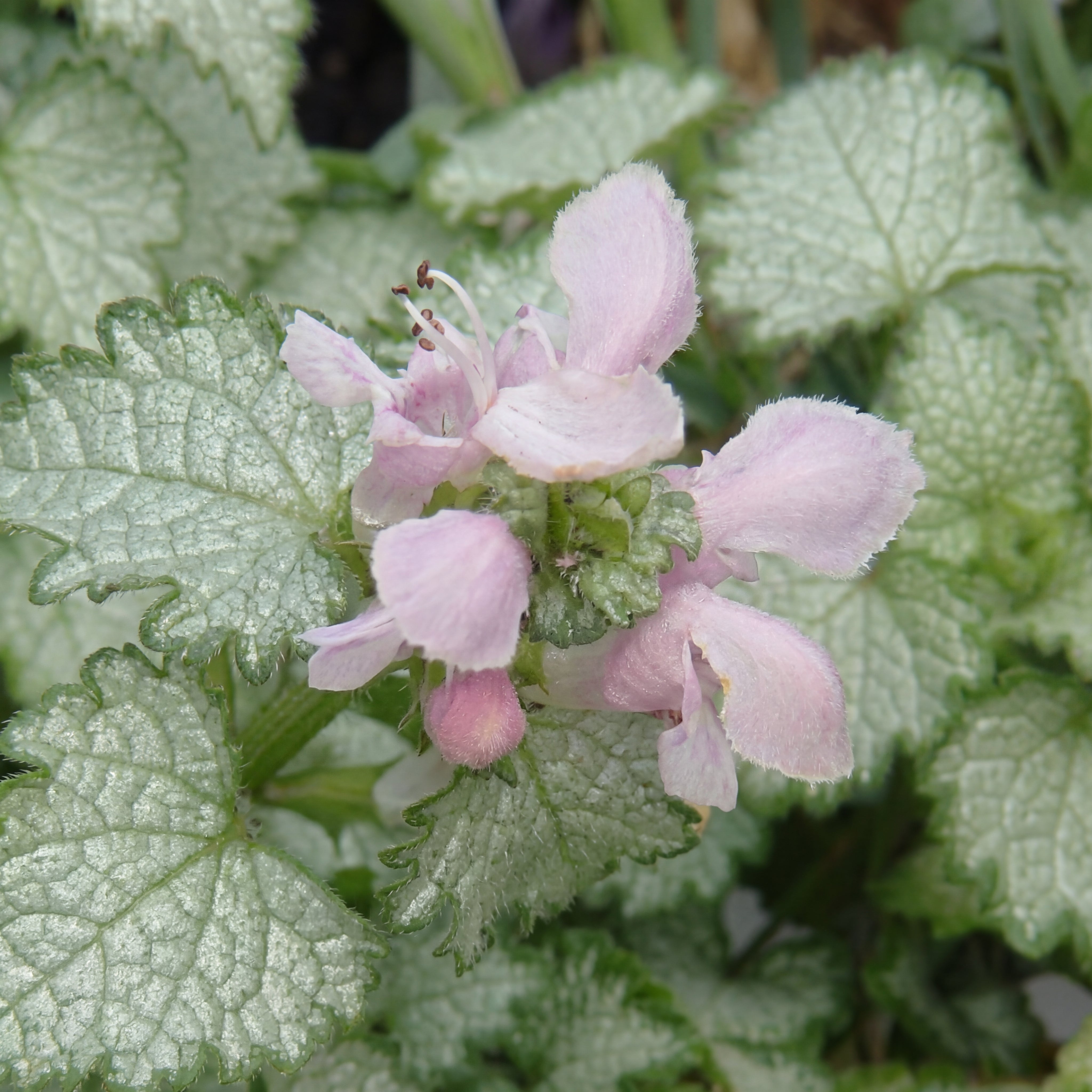 Lamium 'Pink Pewter'