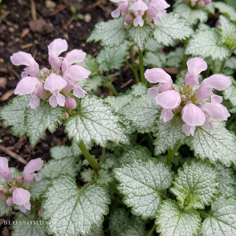 Lamium 'Pink Pewter'