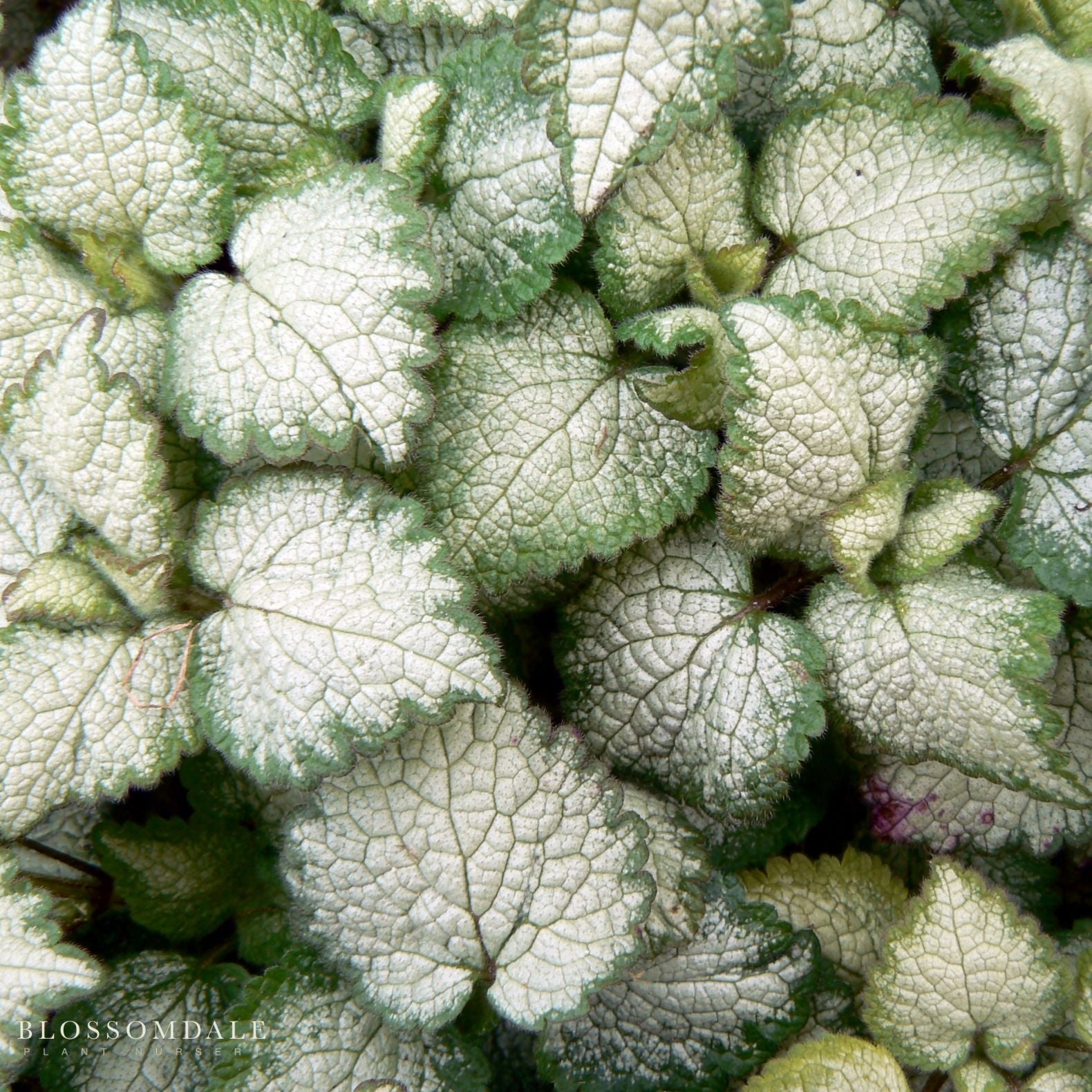 Lamium 'White Nancy'