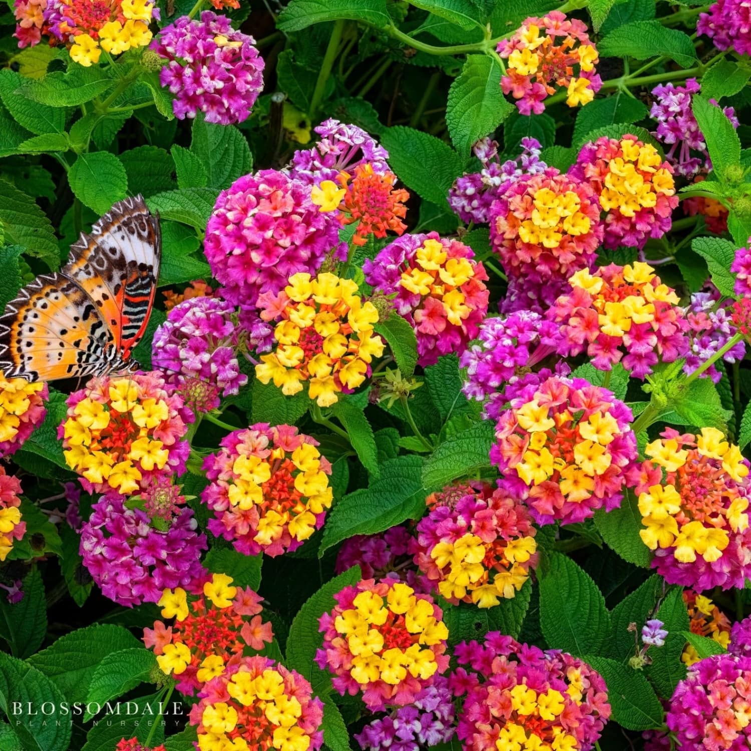 Colorful Lantana 'Confetti', also known as Rainbow Showers, is a tender perennial flowering shrub known for its clusters of multicolored flowers that attract several pollinators such as butterflies, bees, and hummingbirds. It is heat & drought-tolerant, making it perfect for outdoor gardens and landscaping.