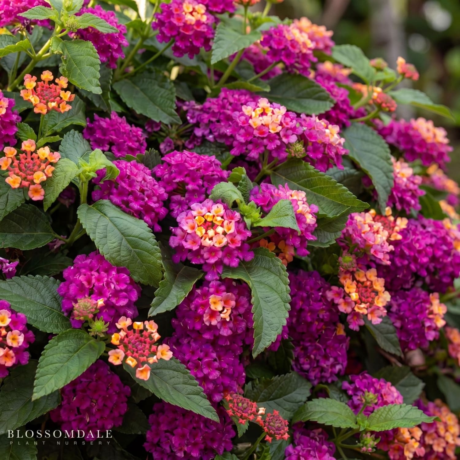 Lantana camara 'Dark Purple' or West Indian Lantana, is an evergreen perennial shrub showcasing lush green foliage and clustered purple blooms. Ideal for containers, low-maintenance, deer-resistant summer flowering plant.