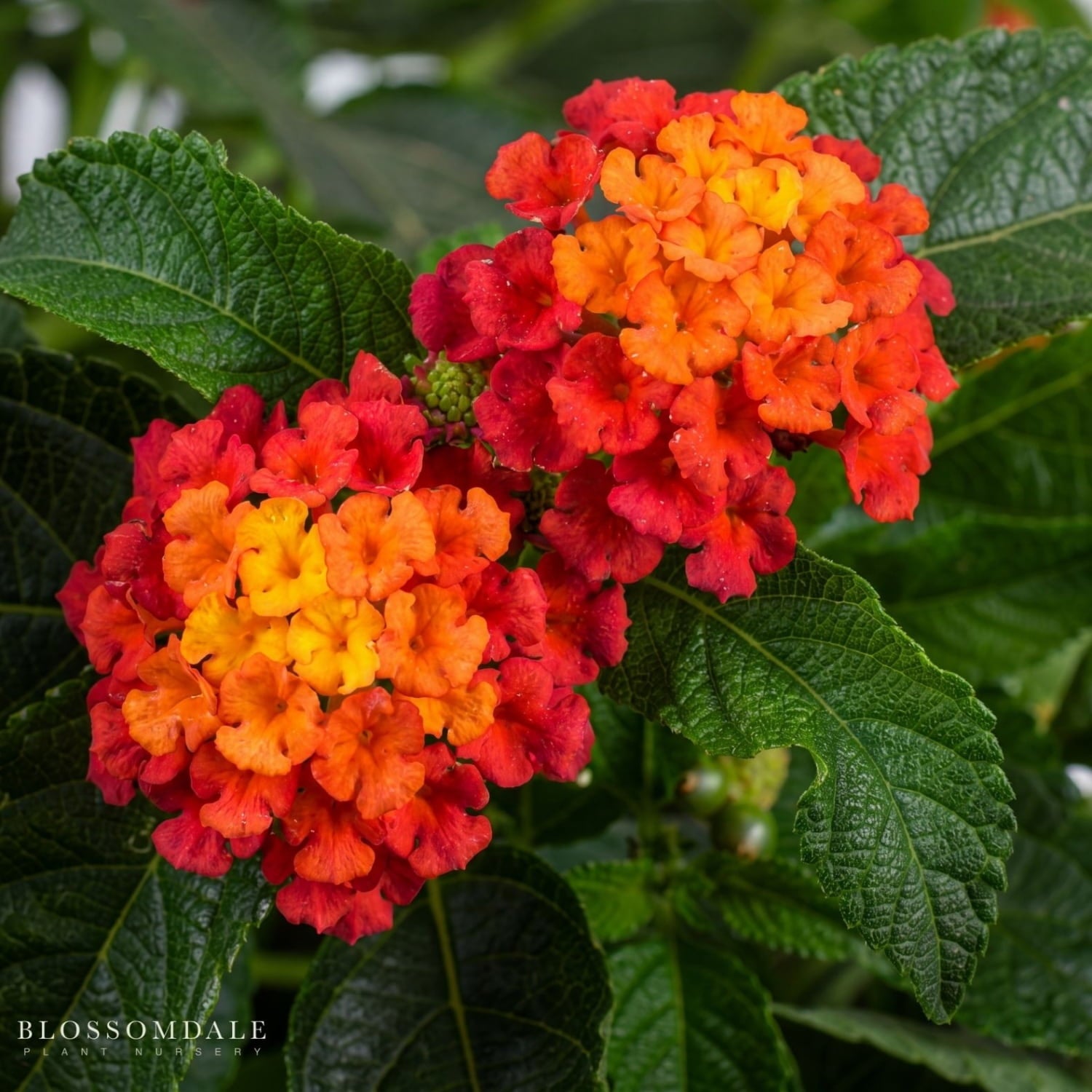 Lantana 'Gem Ruby' is a compact, heat and drought-tolerant flowering shrub blooming with clusters of red, yellow, and orange flowers in a sunny garden bed, perfect for heat‑tolerant landscaping.