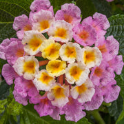 Lantana 'Bandana Pink'