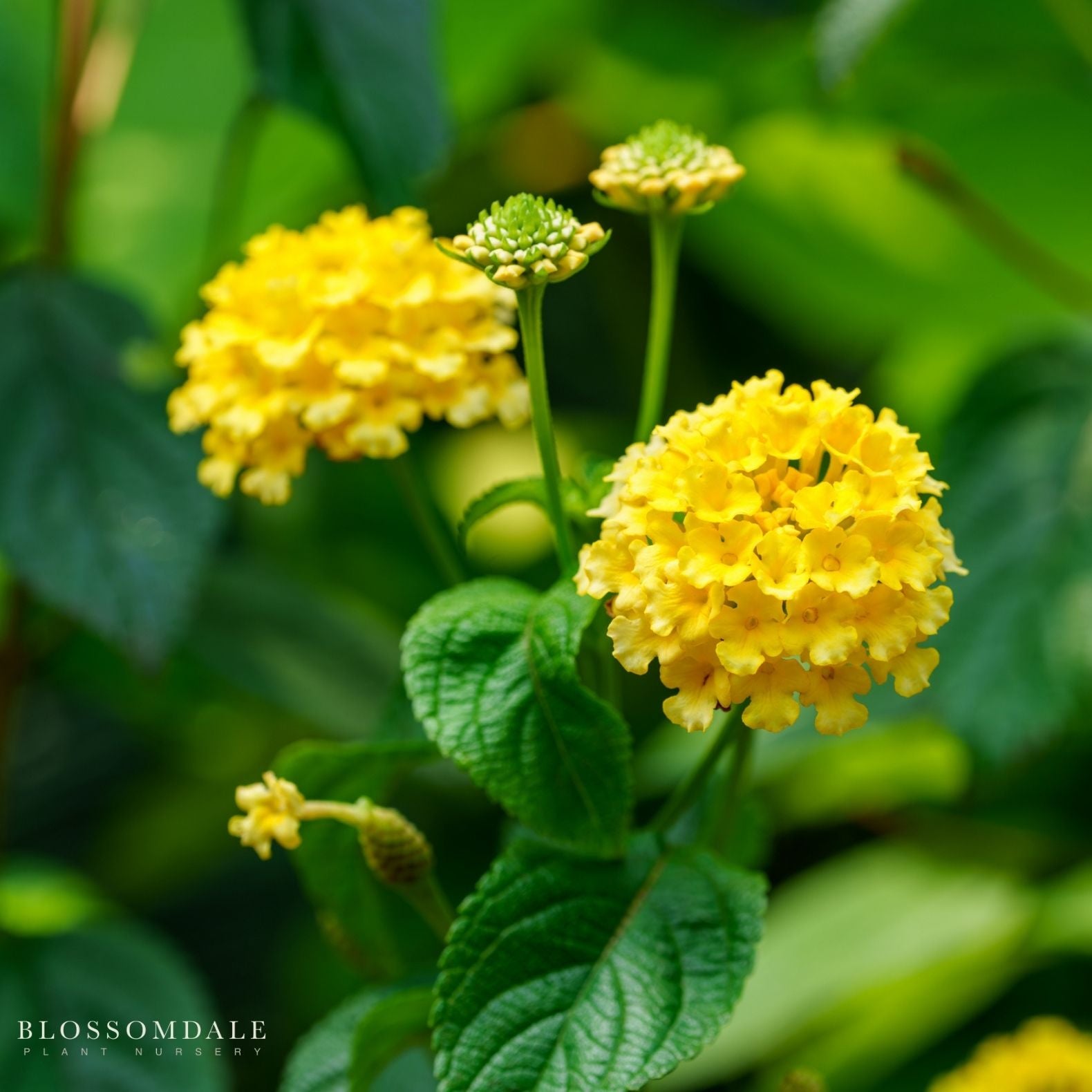 Lantana 'Bandana Yellow'