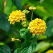 Lantana 'Bandana Yellow'