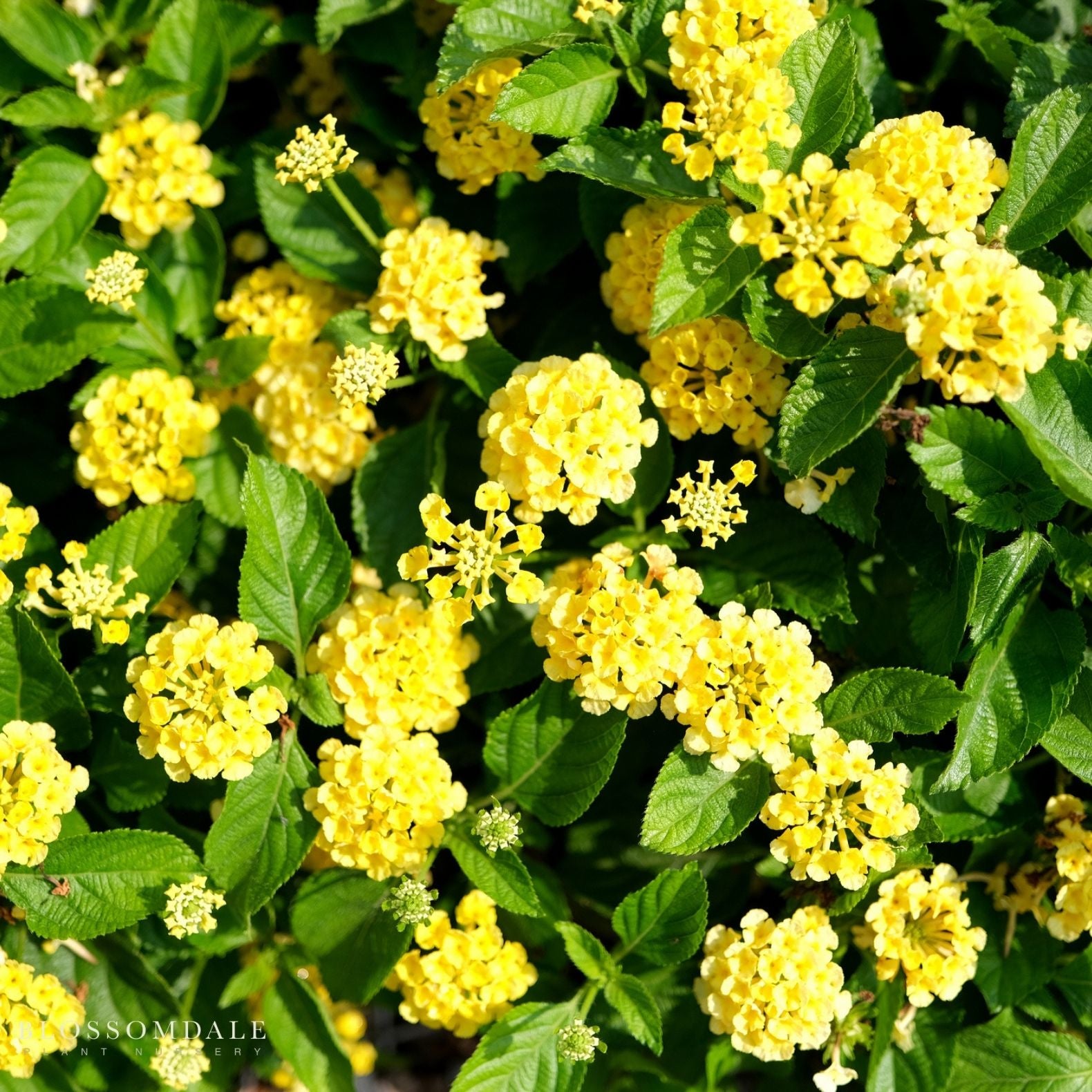 Lantana 'Bandana Yellow'
