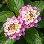 Lantana 'Bright Pink'