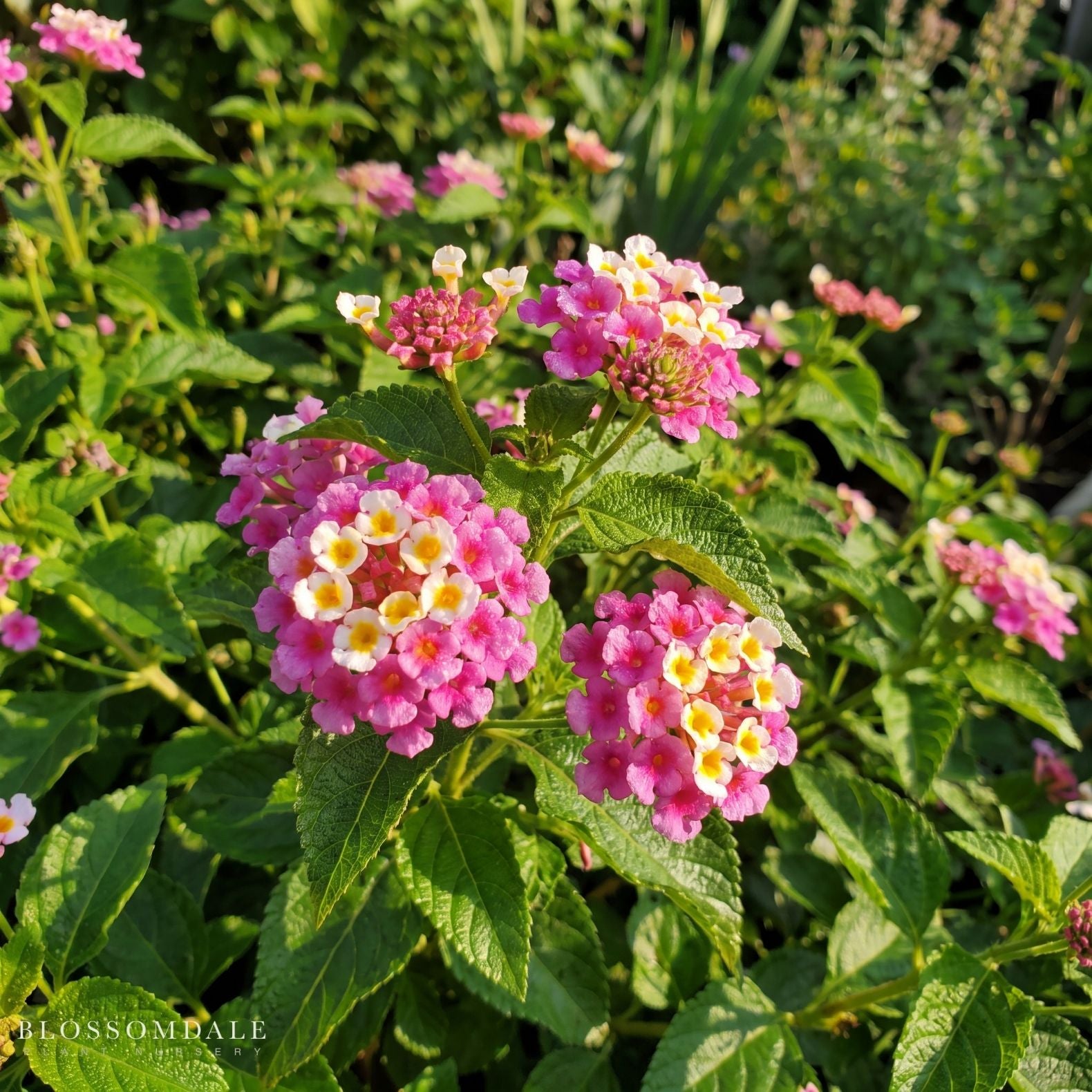 Lantana 'Bright Pink'